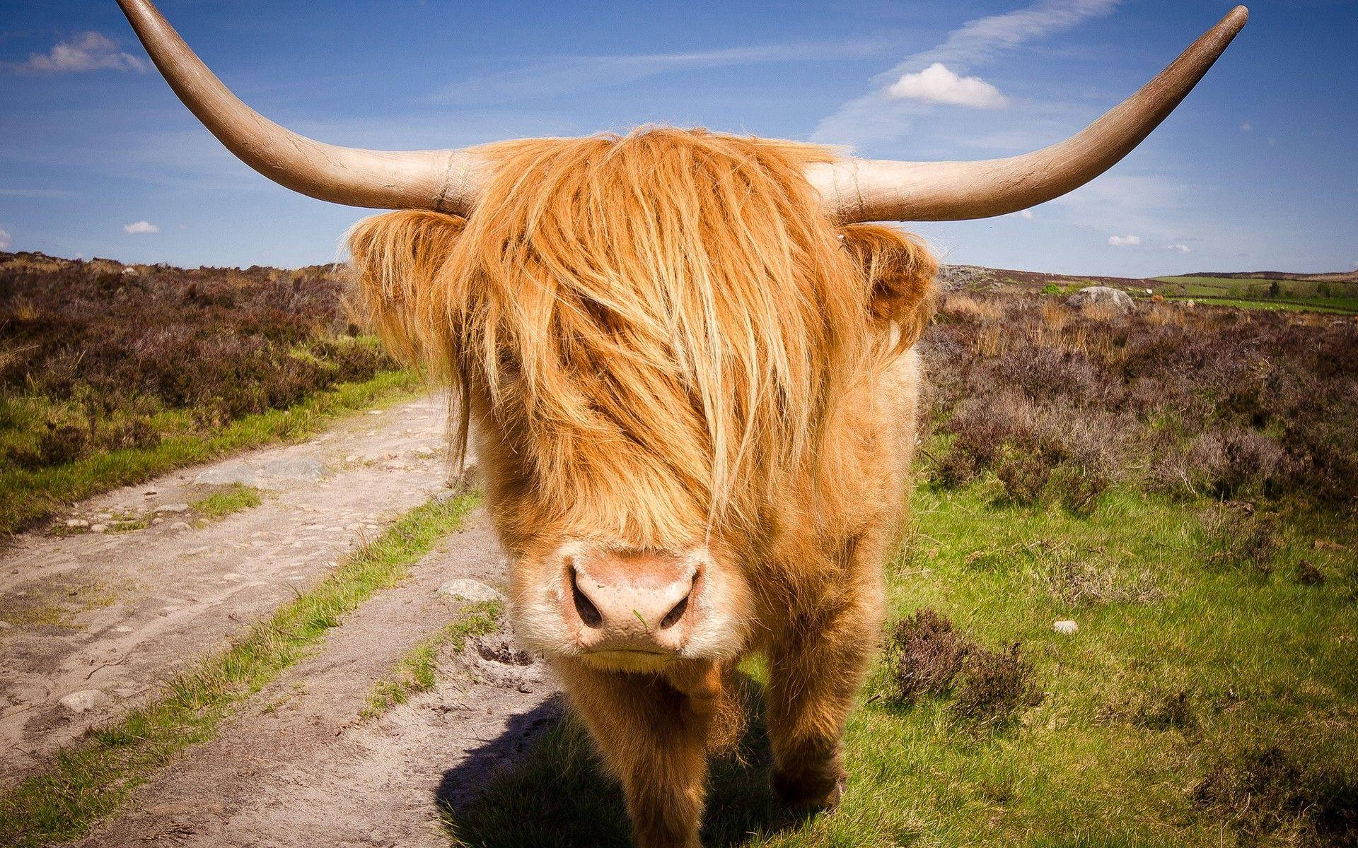 Highland Cow With Large Horns Background