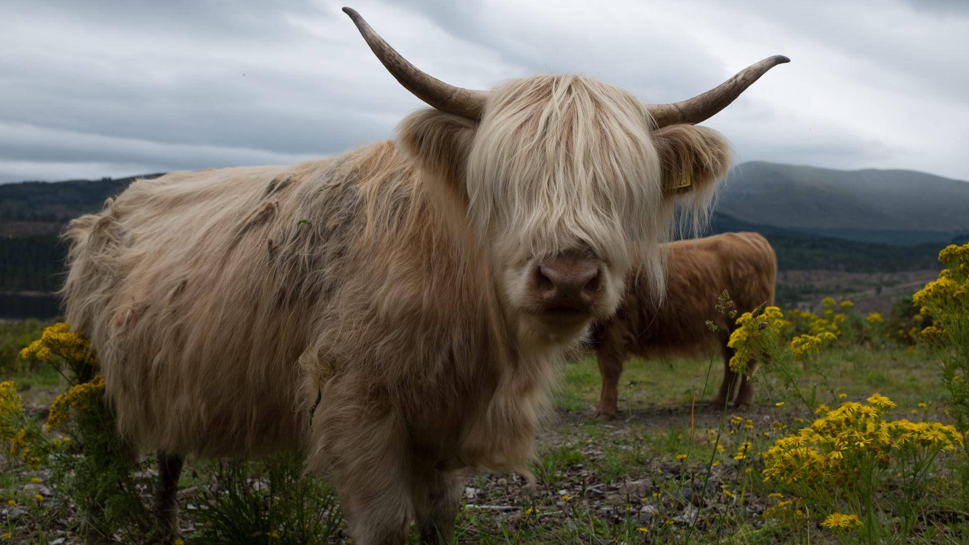 Highland Cow With Yellow Flowers Background