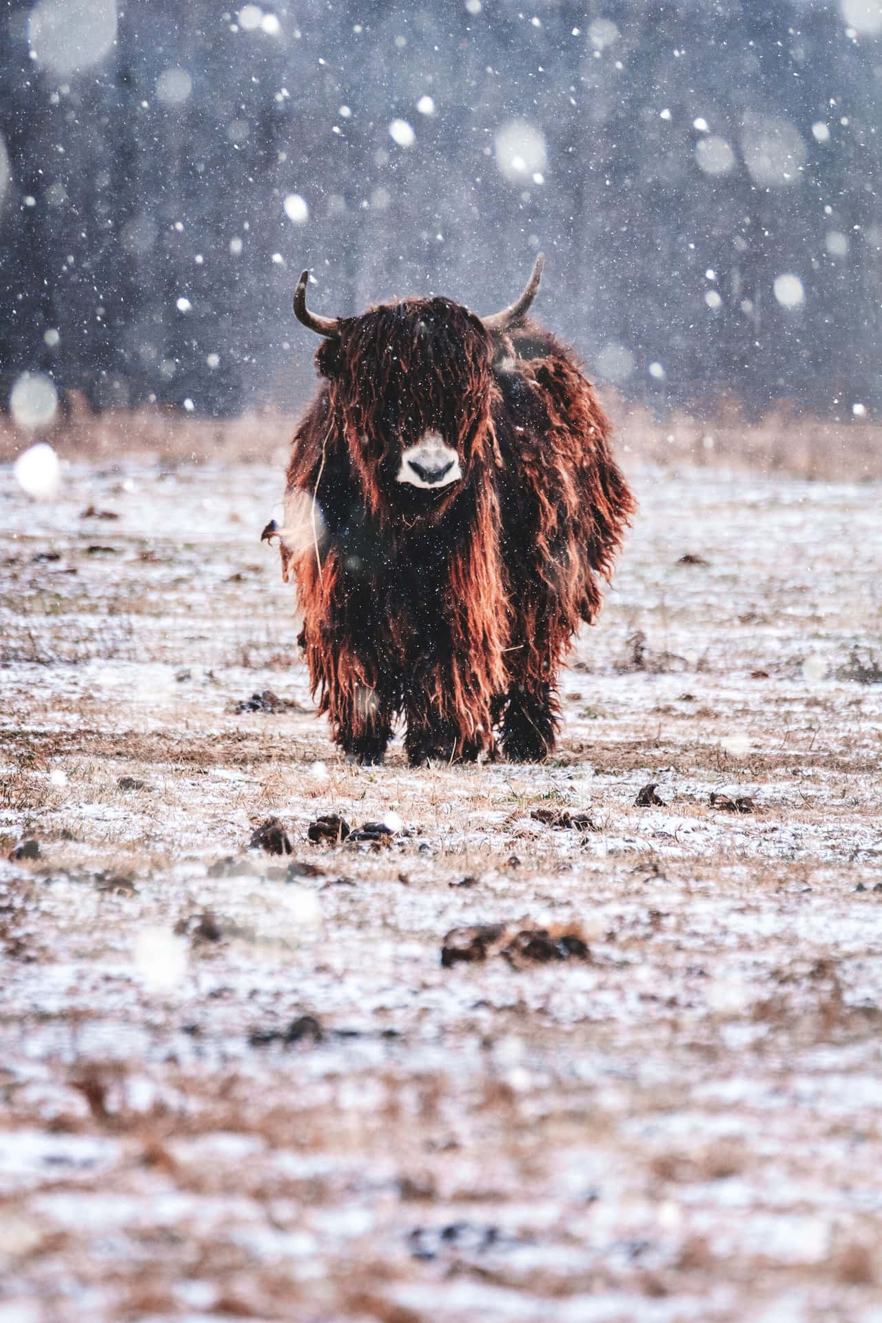 Highland Cowin Snowfall Background