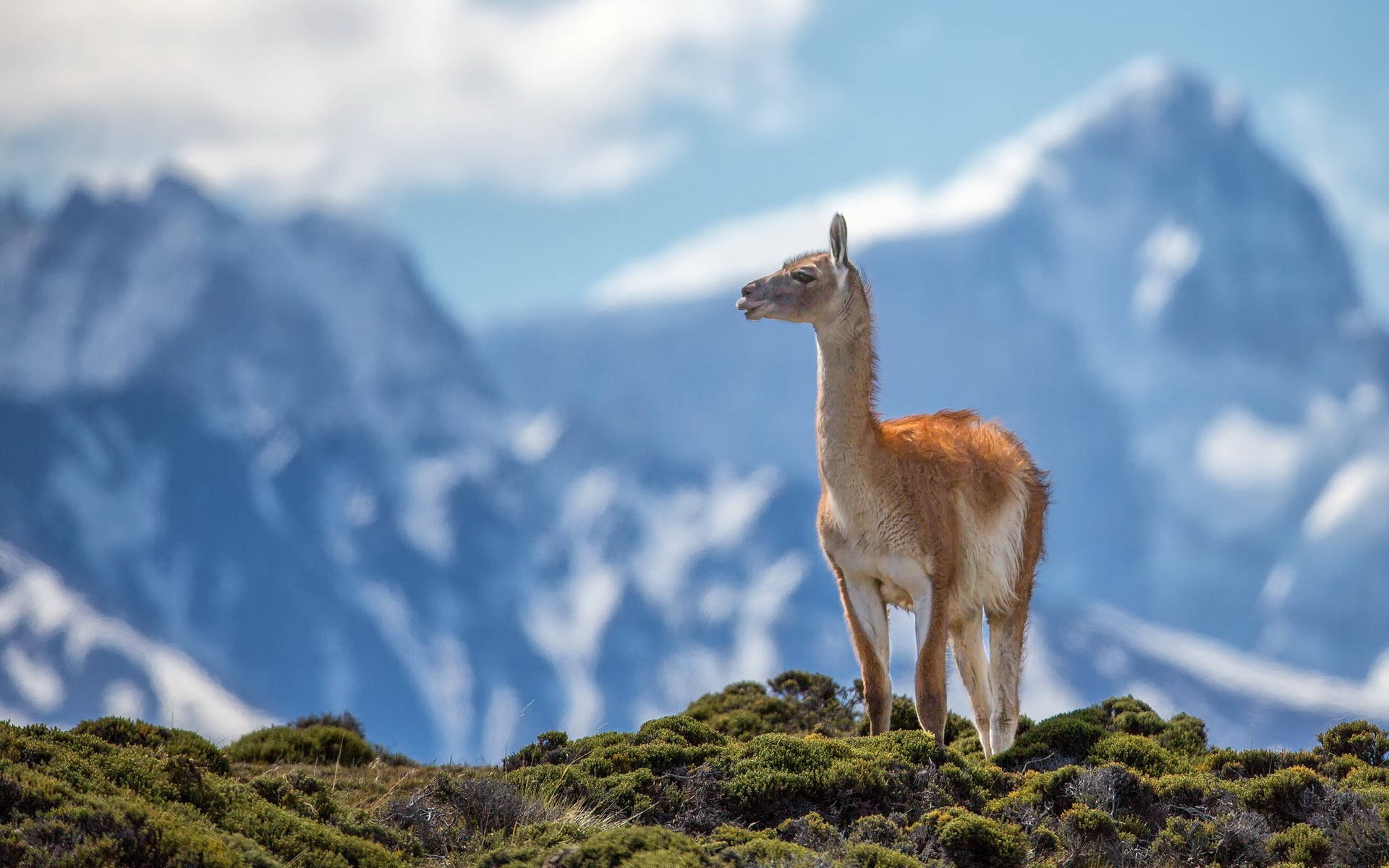 Highland Llama Background