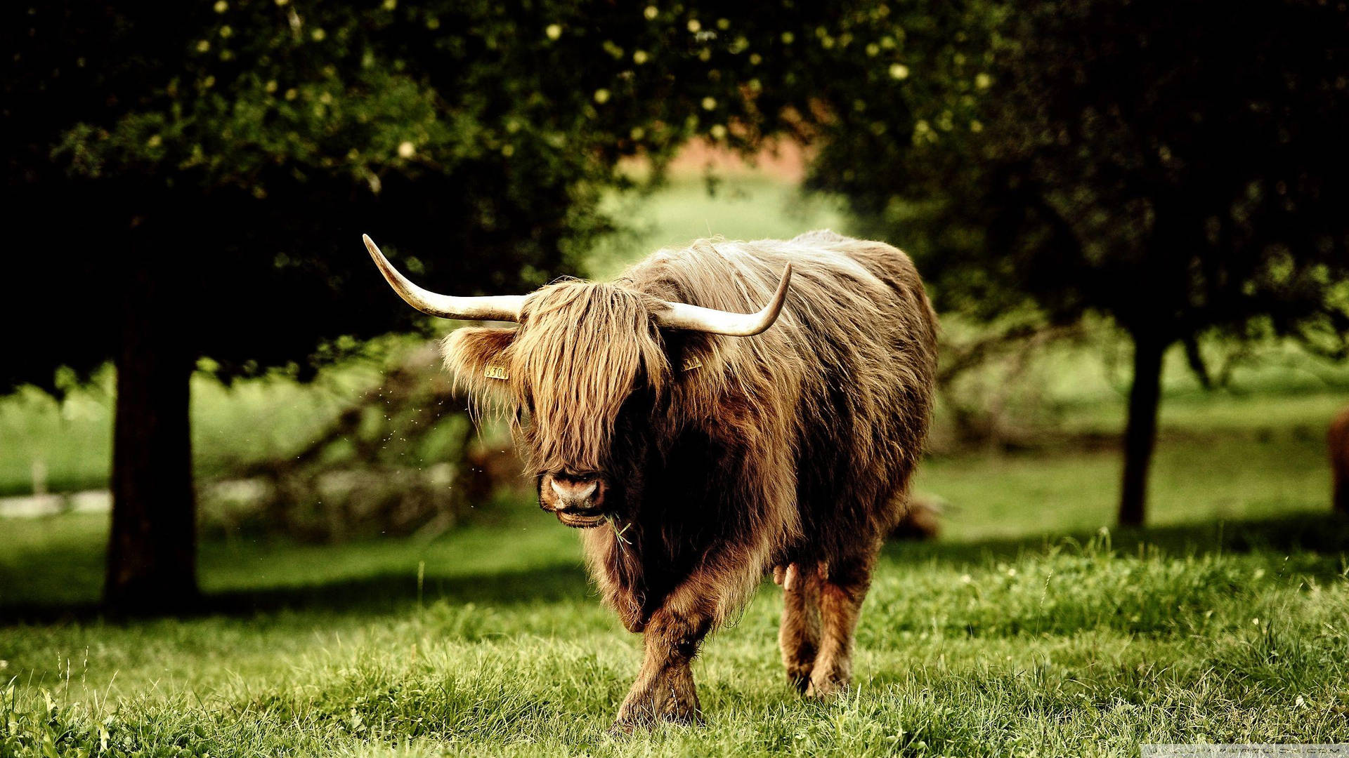 Highland Ox In Orchard Background