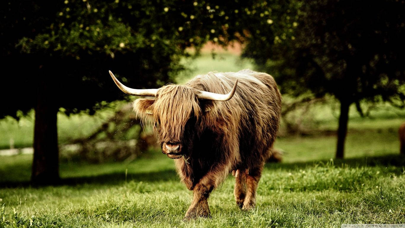 Highlander Bull Animal Background