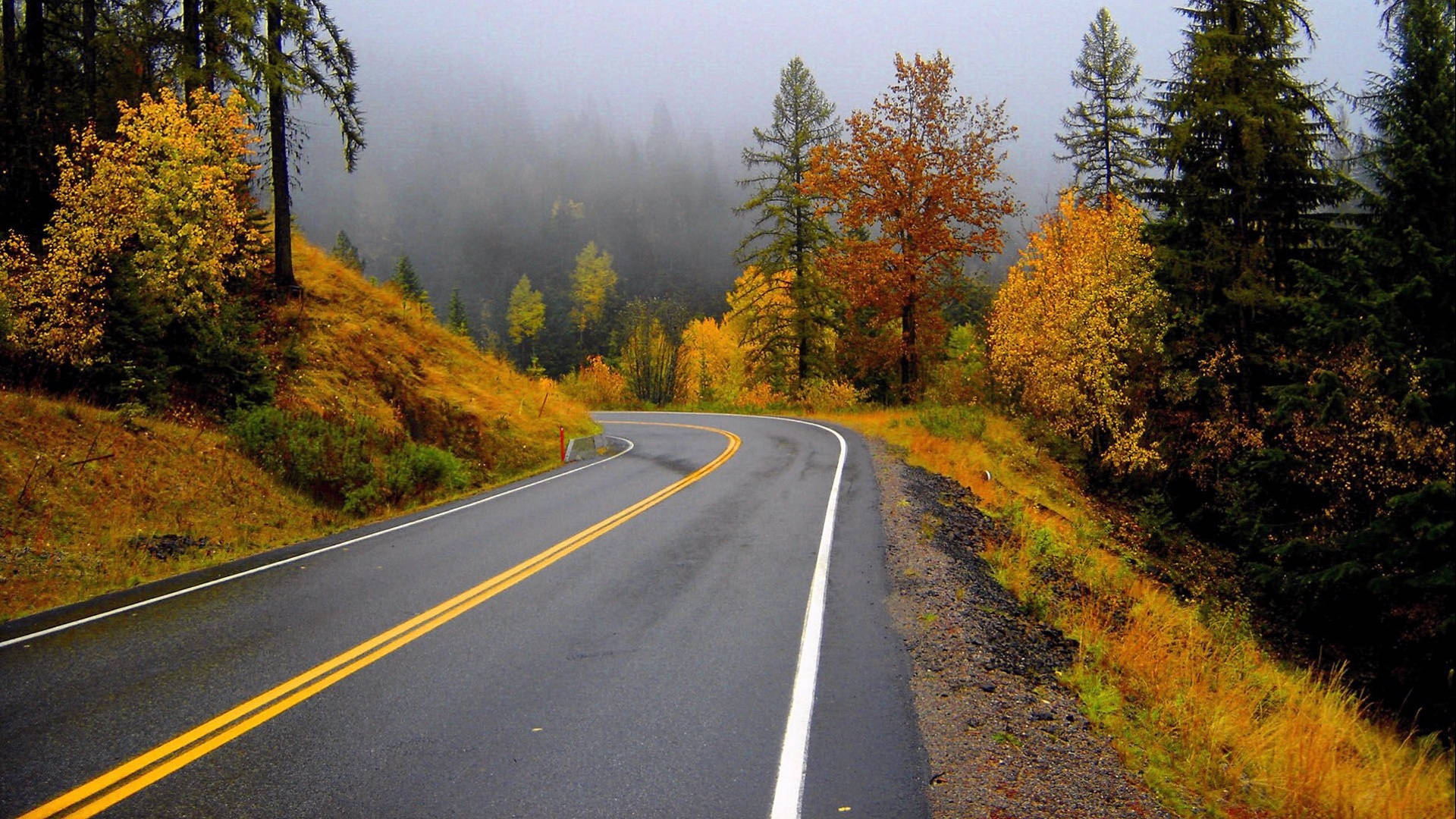 Highway Road And Foggy Forest