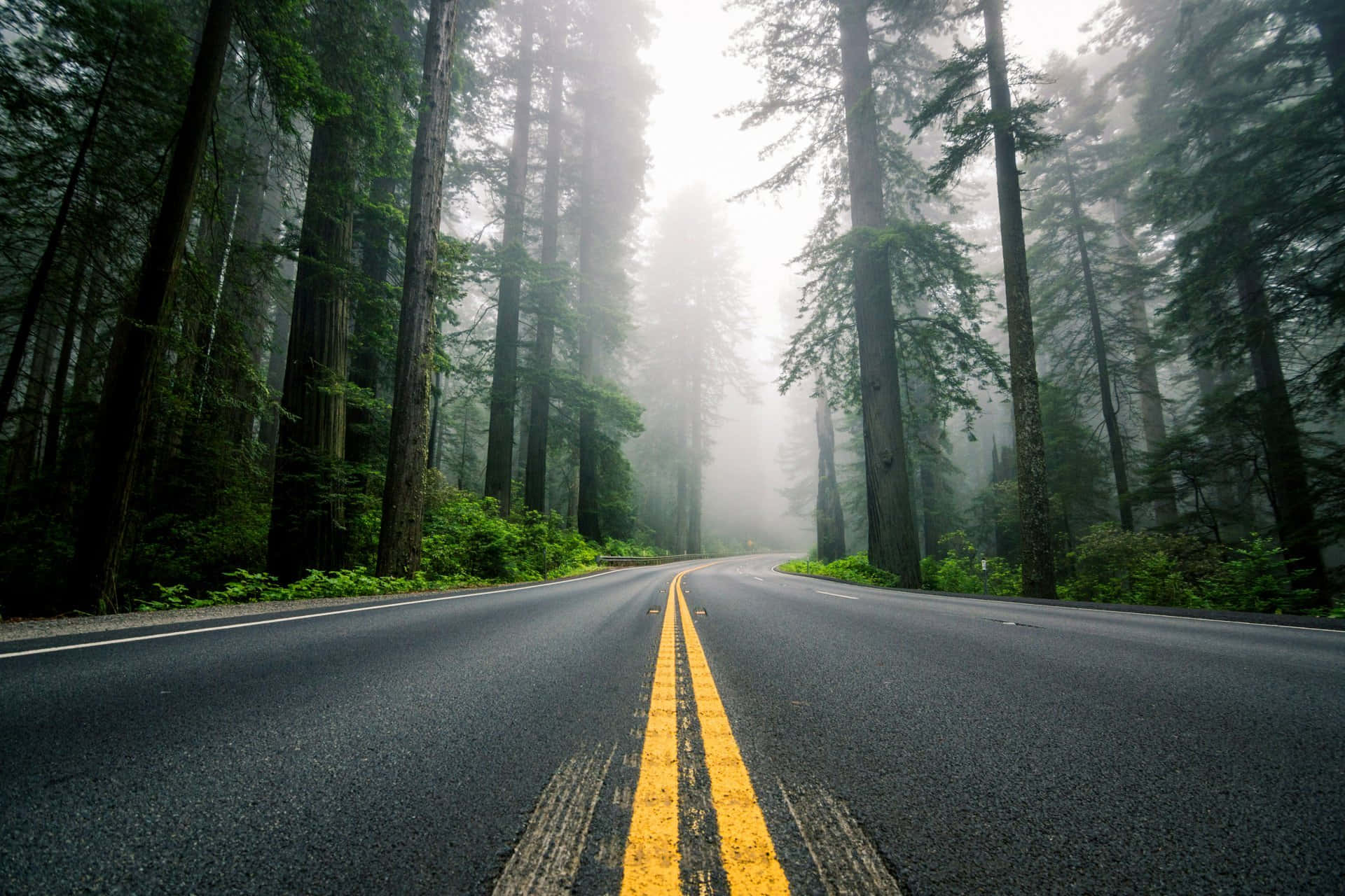 Highway Surrounded By Foggy Forest
