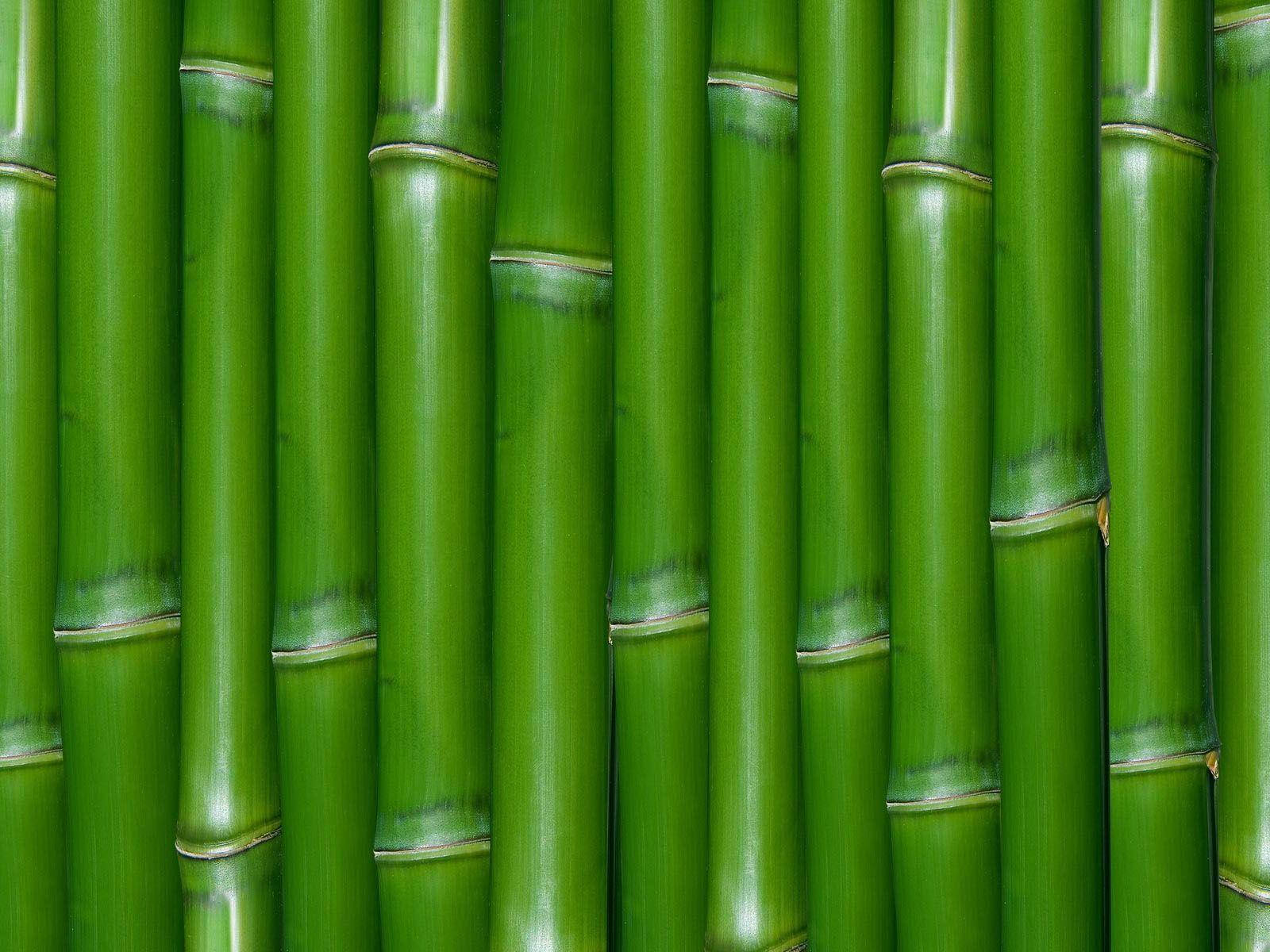 Hijau Bamboo Wall
