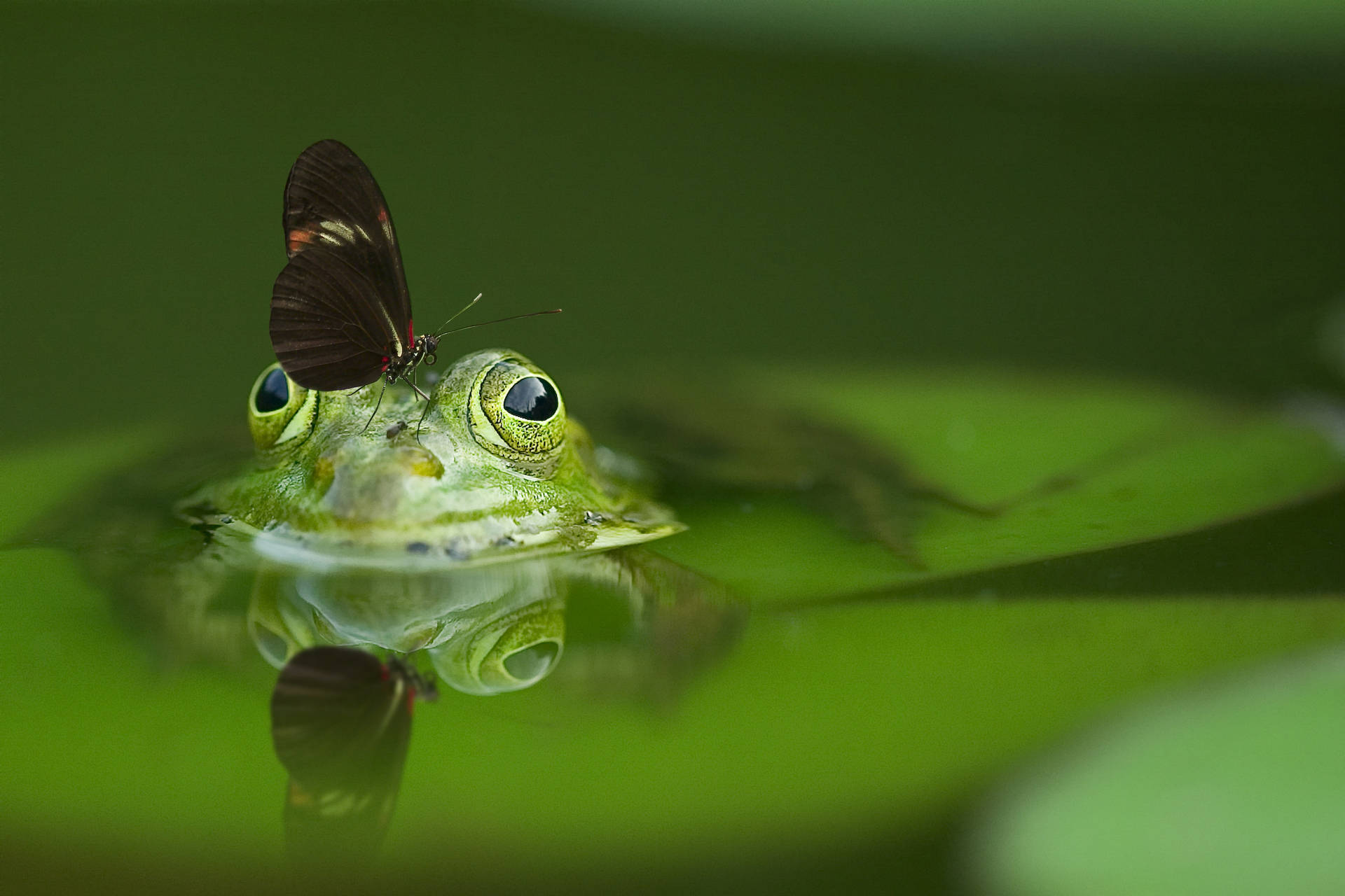 Hijau Frog Butterfly