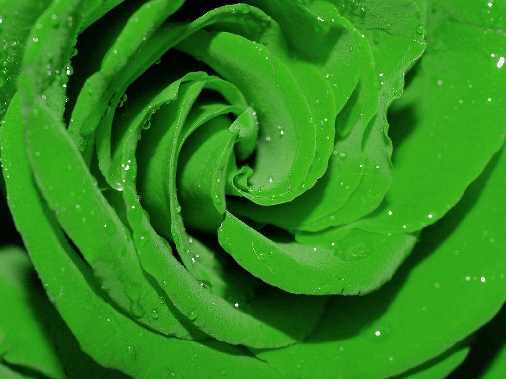 Hijau Green Rose