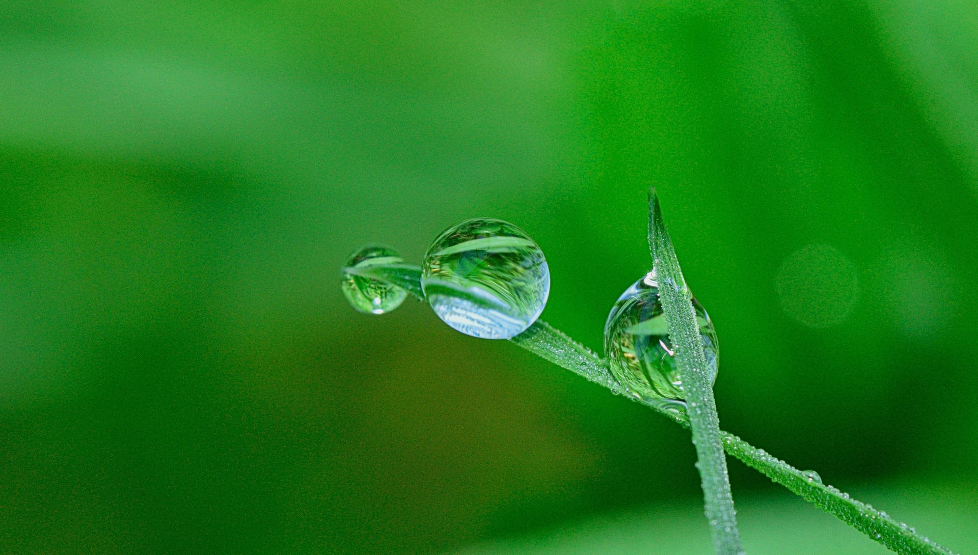 Hijau Water Droplets