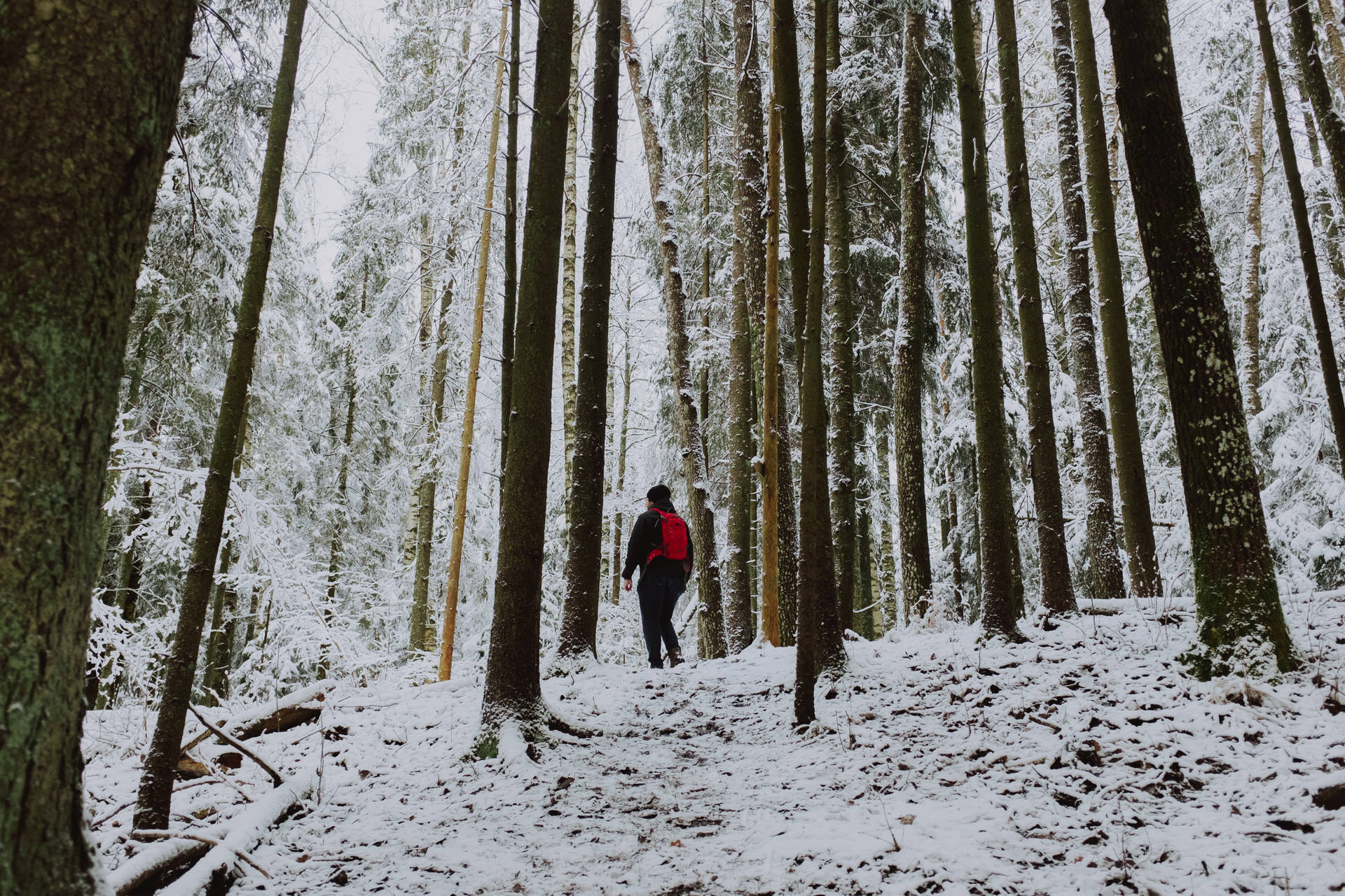 Hiker In Snowy Nordic Forest Background