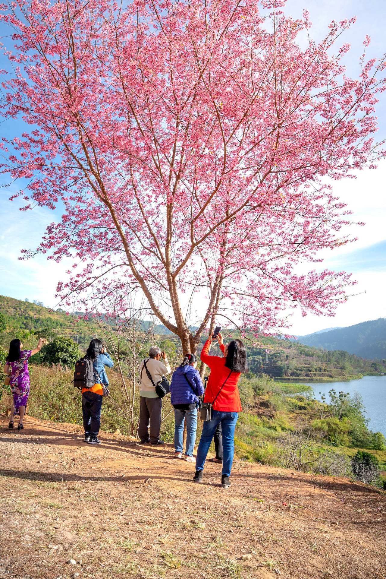 Hikers Under Japanese Sakura Background