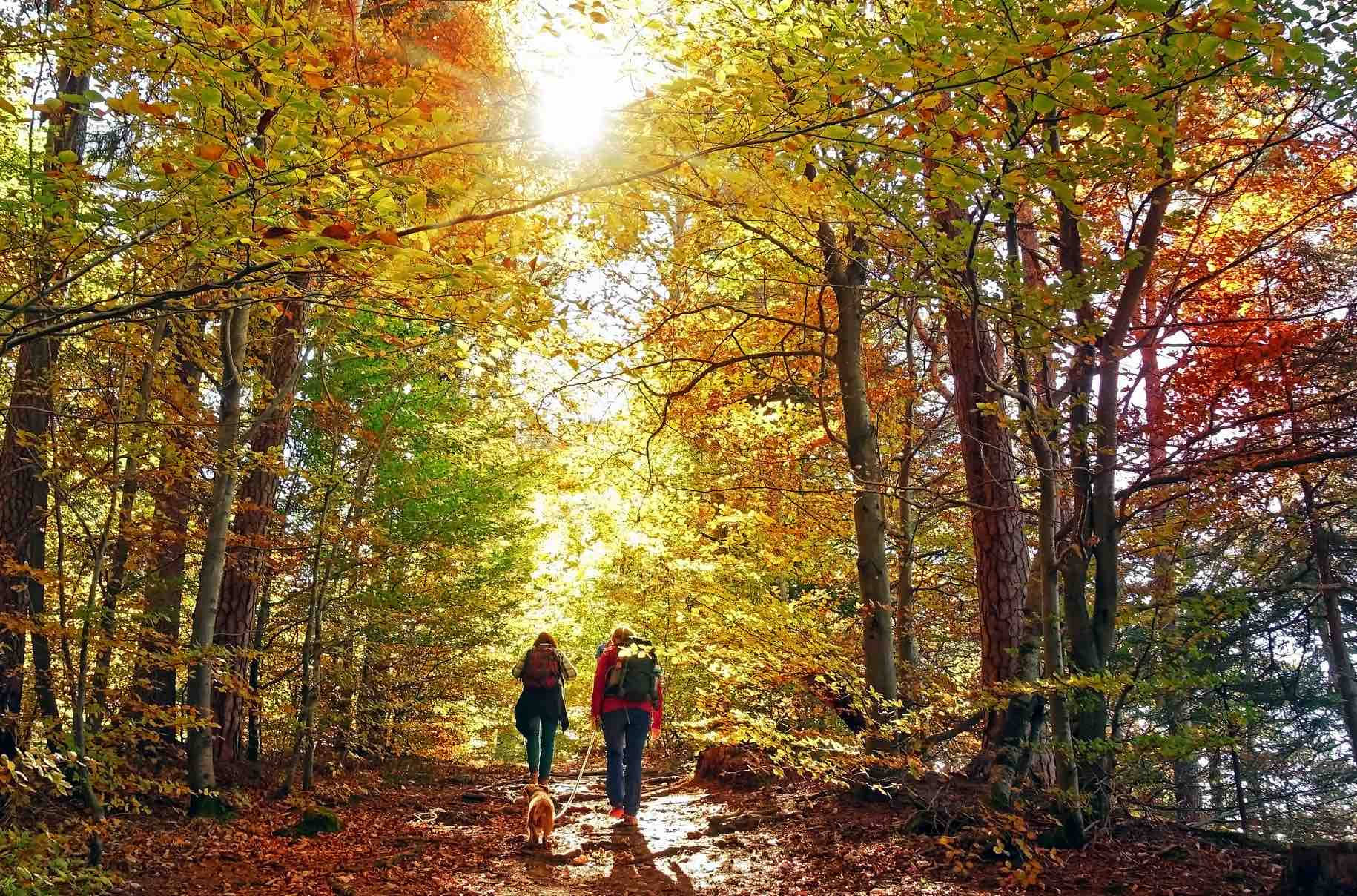 Hiking During Autumn Season Background