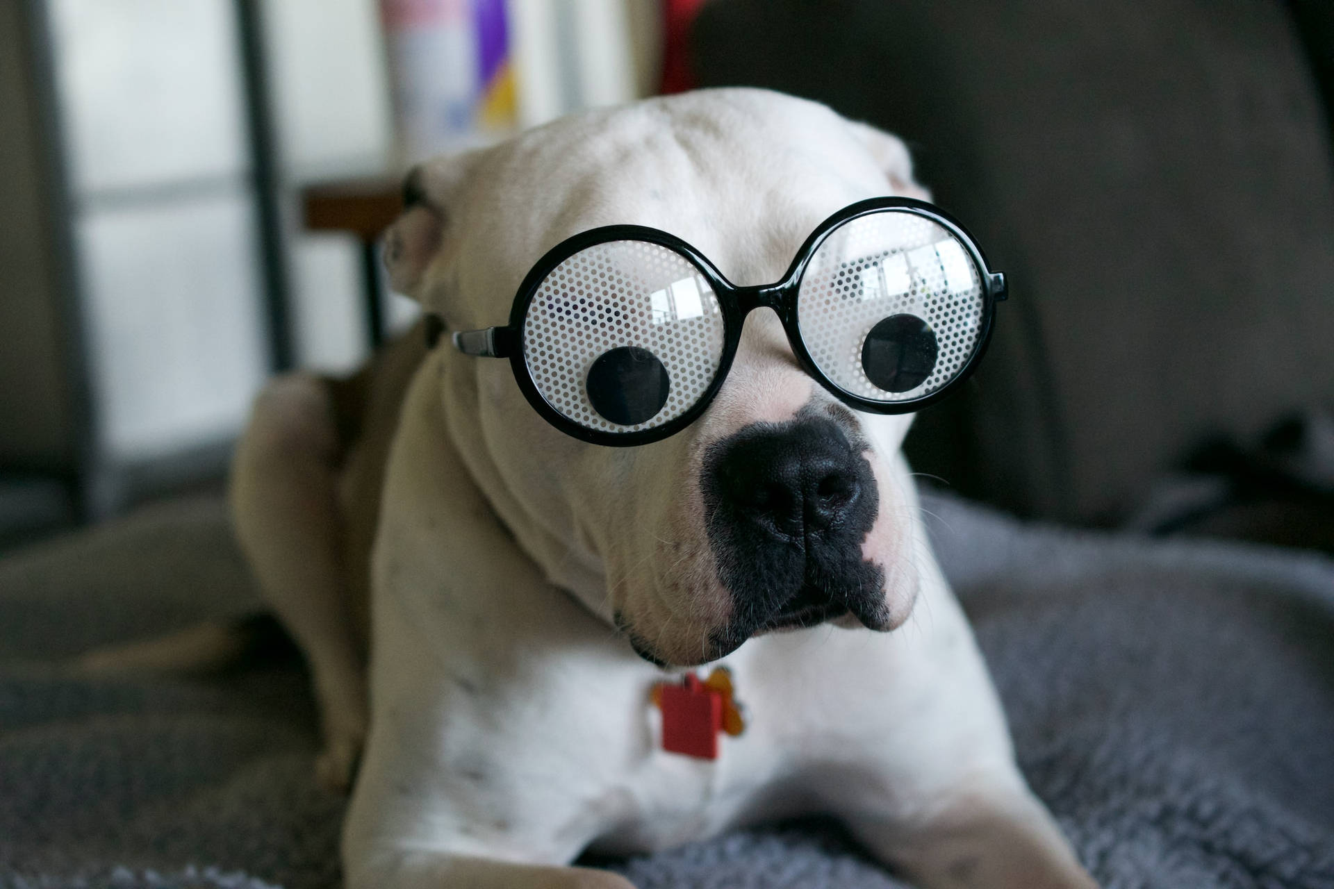 Hilarious Boxer Dog In Spectacles Profile