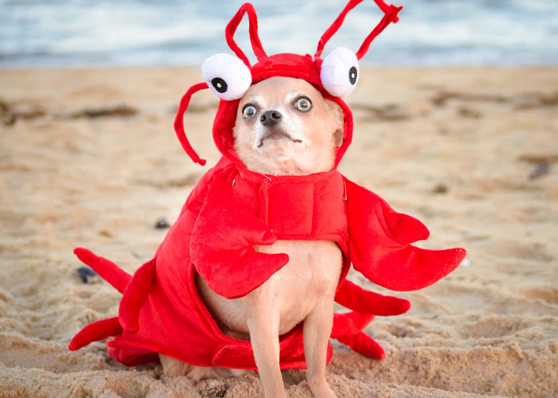 Hilarious Dog Dressed As A Lobster Background