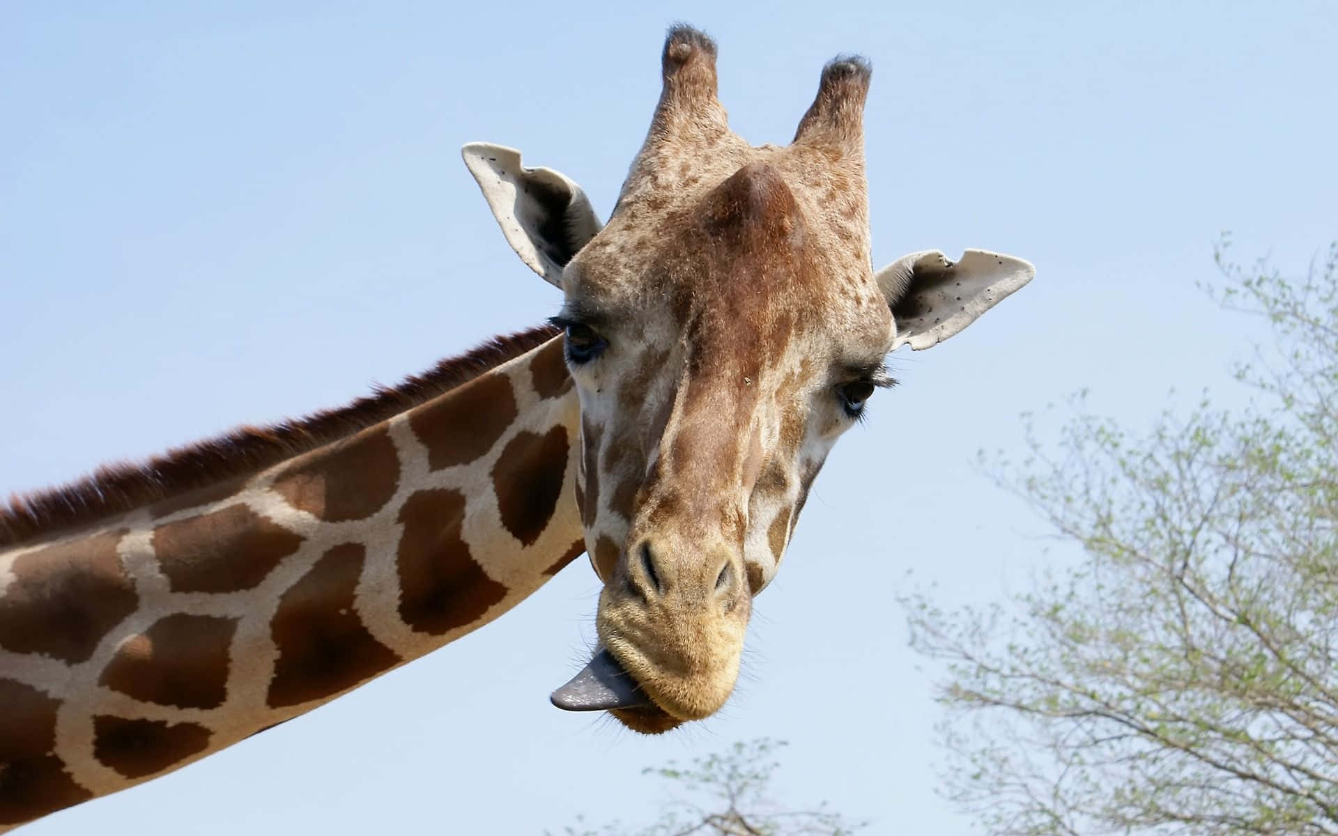Hilarious Giraffe Eating A Snack Background
