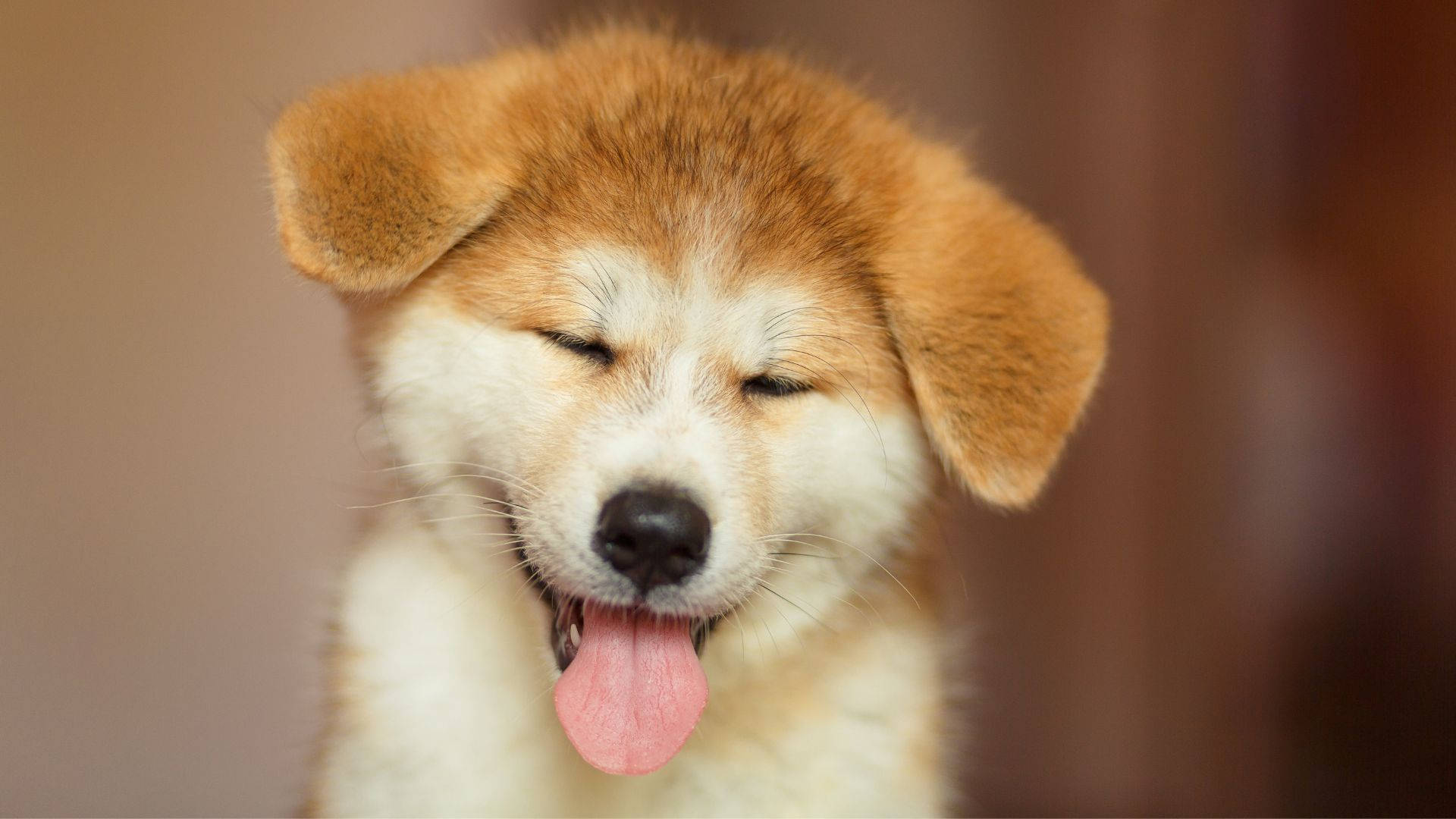 Hilarious Shiba Inu Baby Dog Background