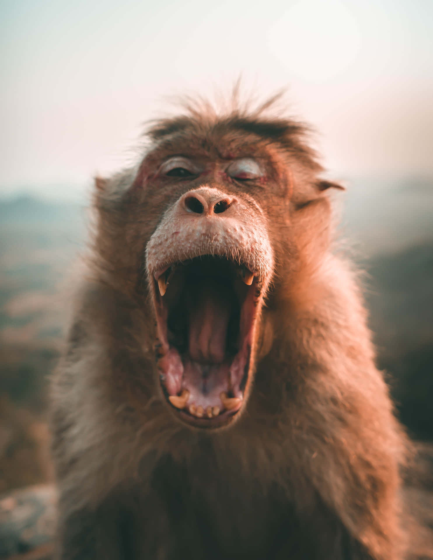 Hilarious Yawn Of A Monkey Background