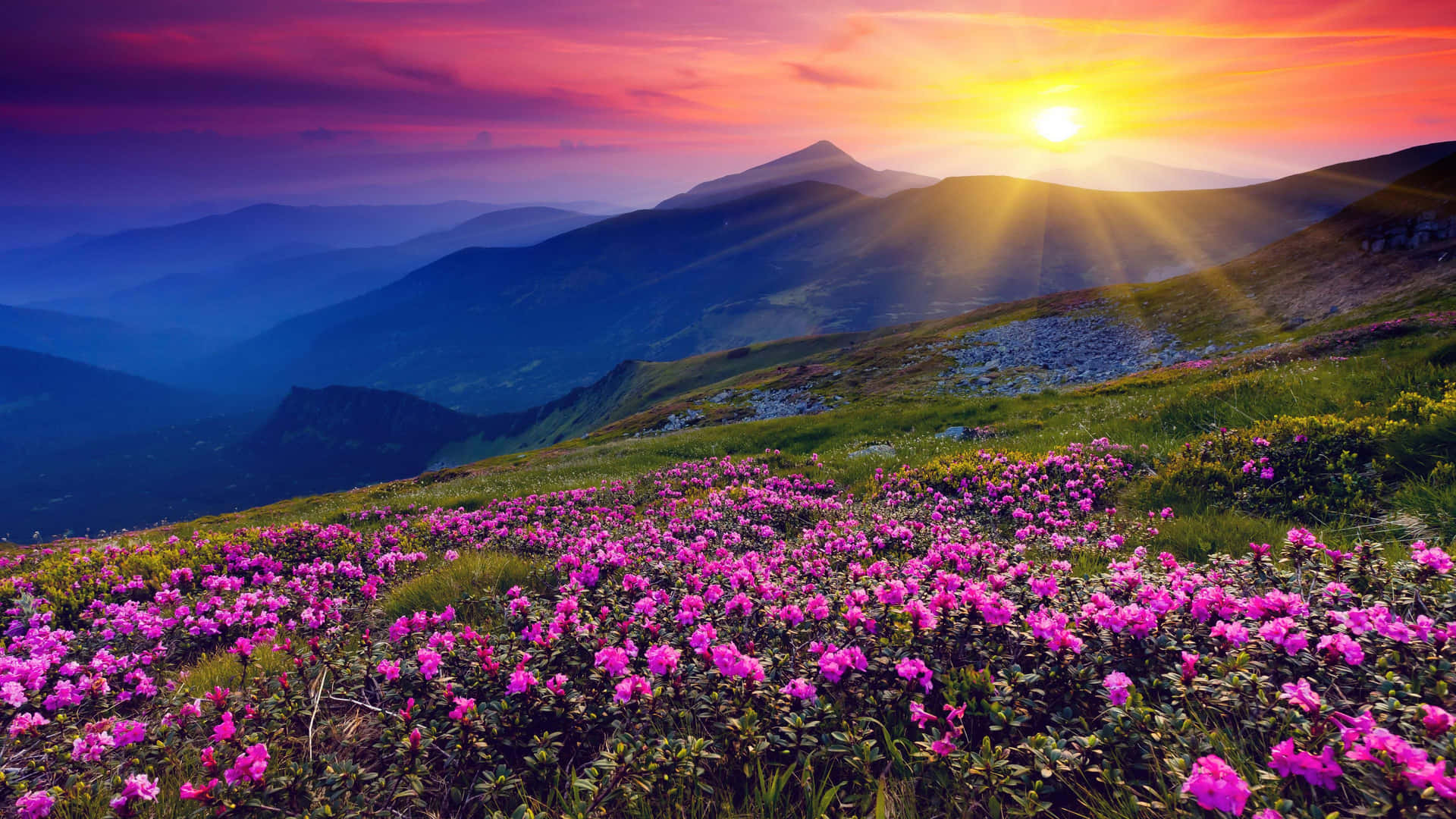 Hills Filled With Purple Flowers Background