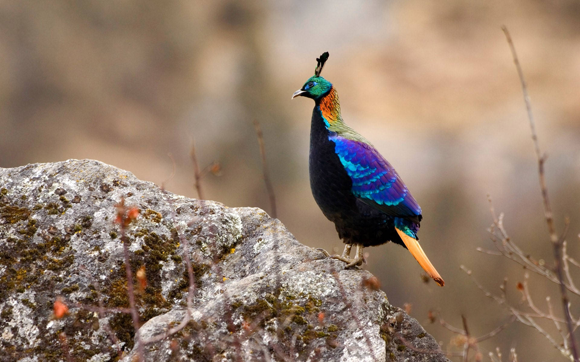 Himalayan Monal Bird Nepal Background