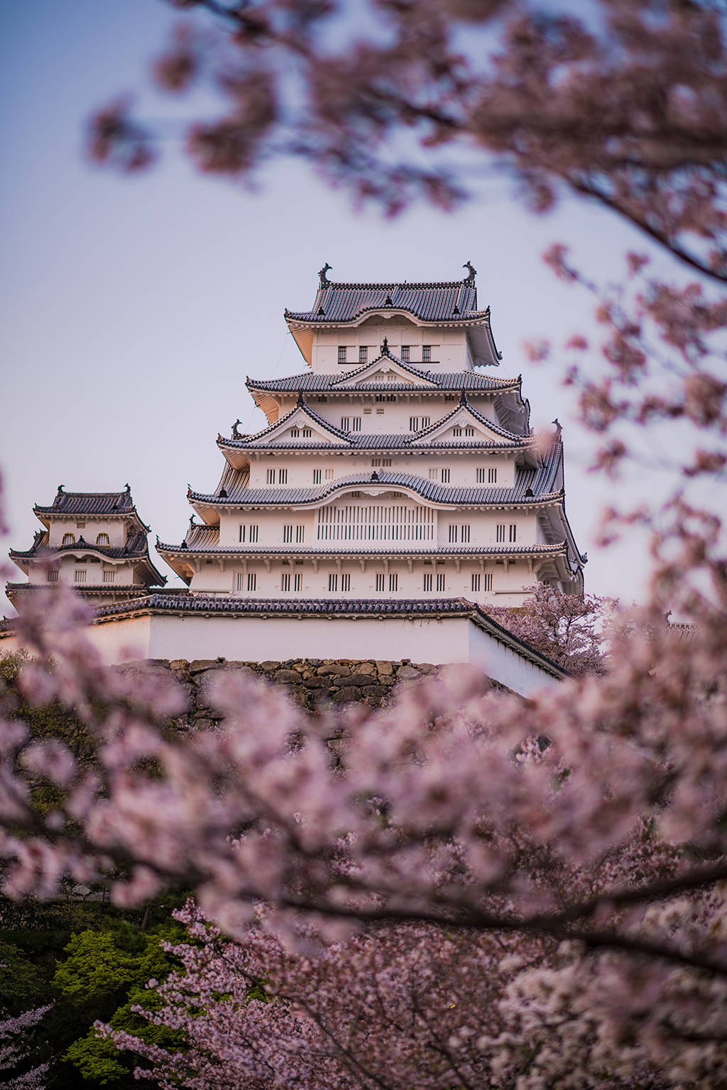 Himeji Castle Among Cherry Blossoms Background