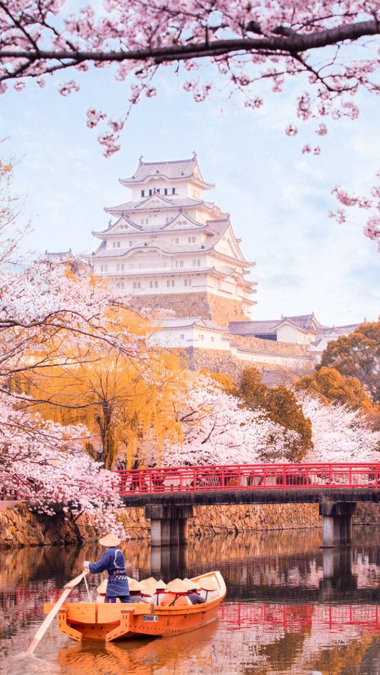 Himeji Castle Amongst Sakura Trees Background