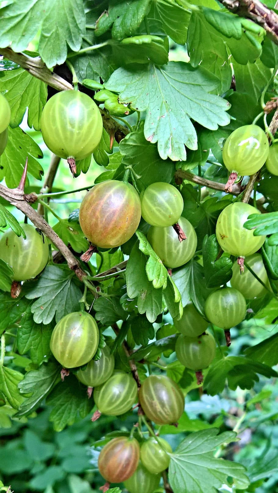 Hinnonmaki Gooseberry Fruit