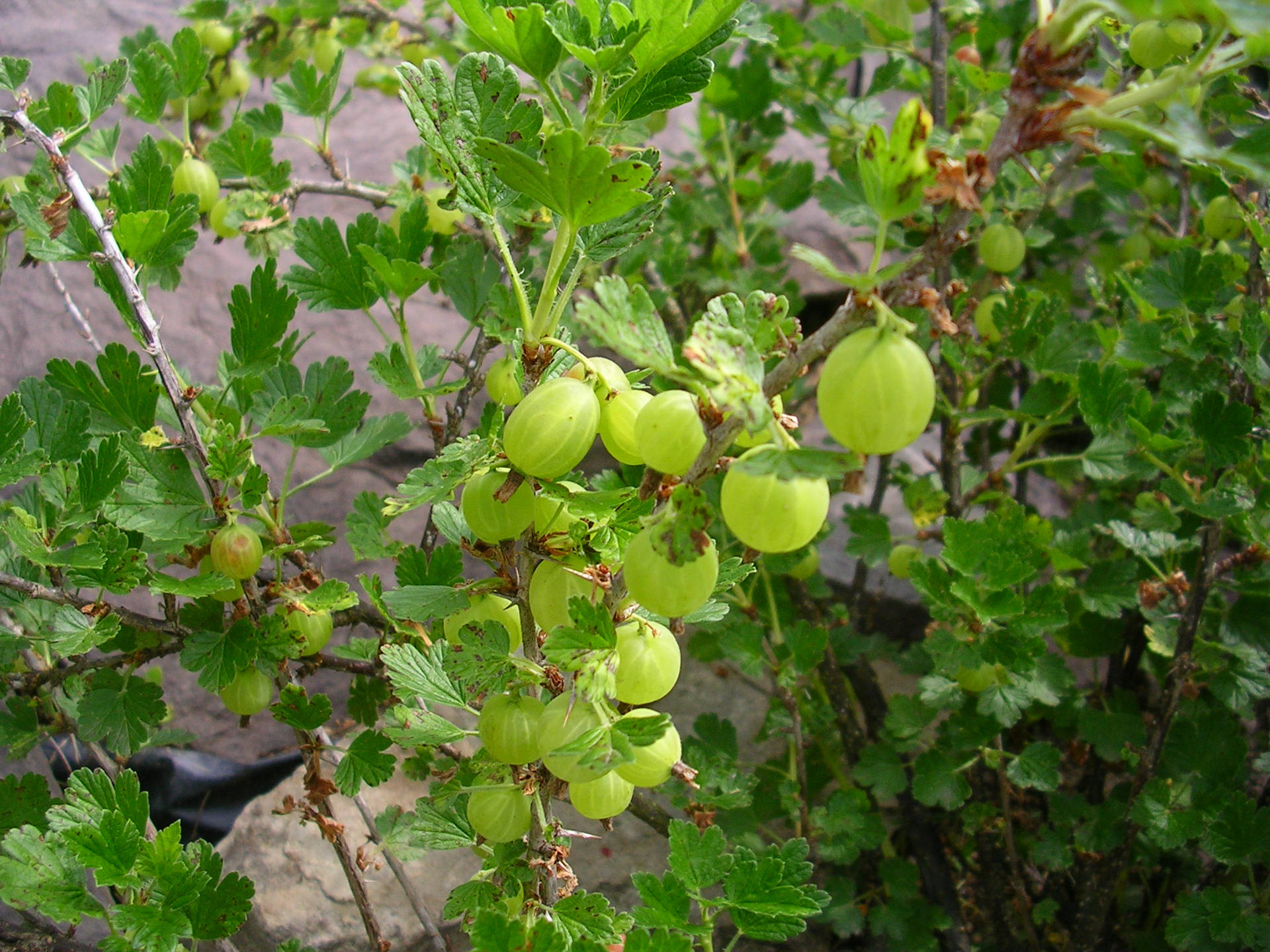 Hinnonmaki Green Gooseberry Garden Background