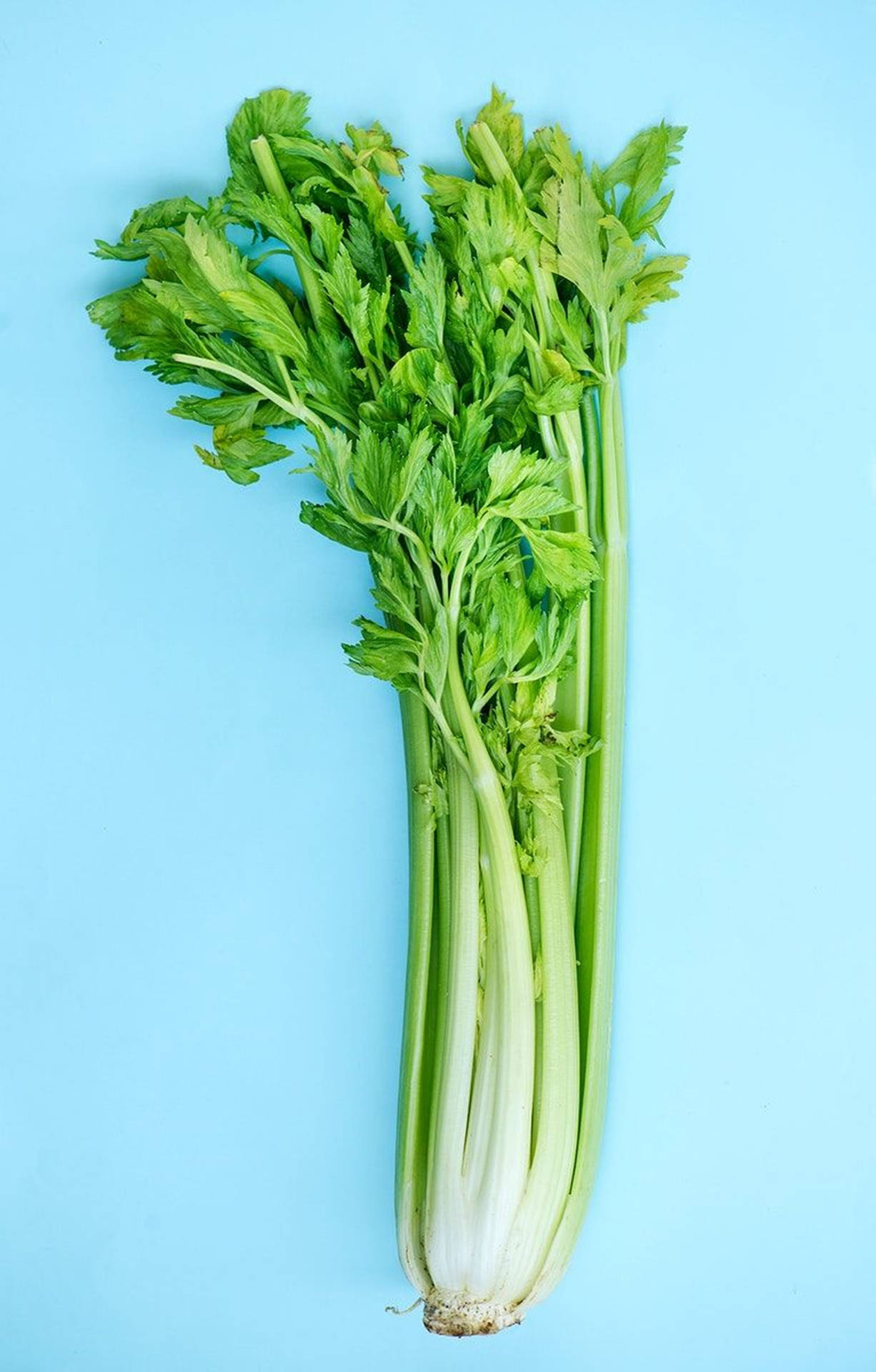 Hip Flat Lay Whole Celery Plant Background