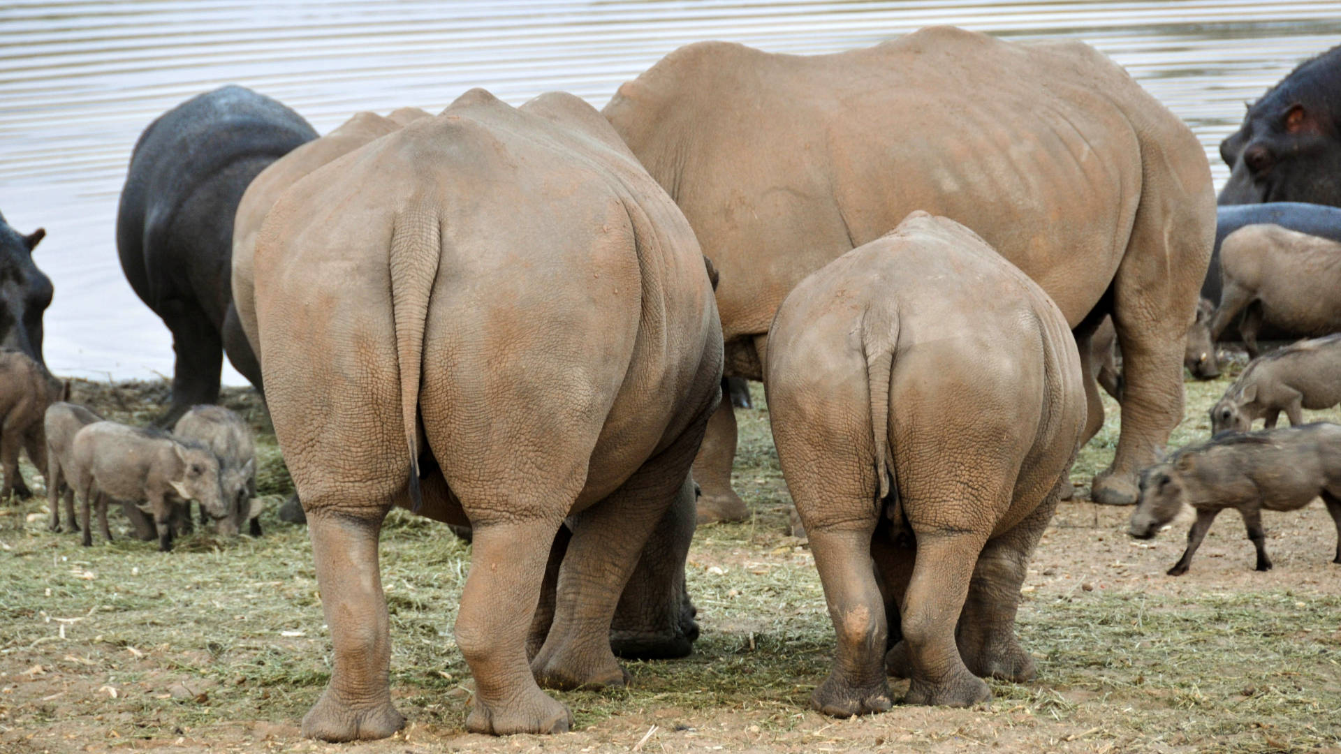 Hippo Butts