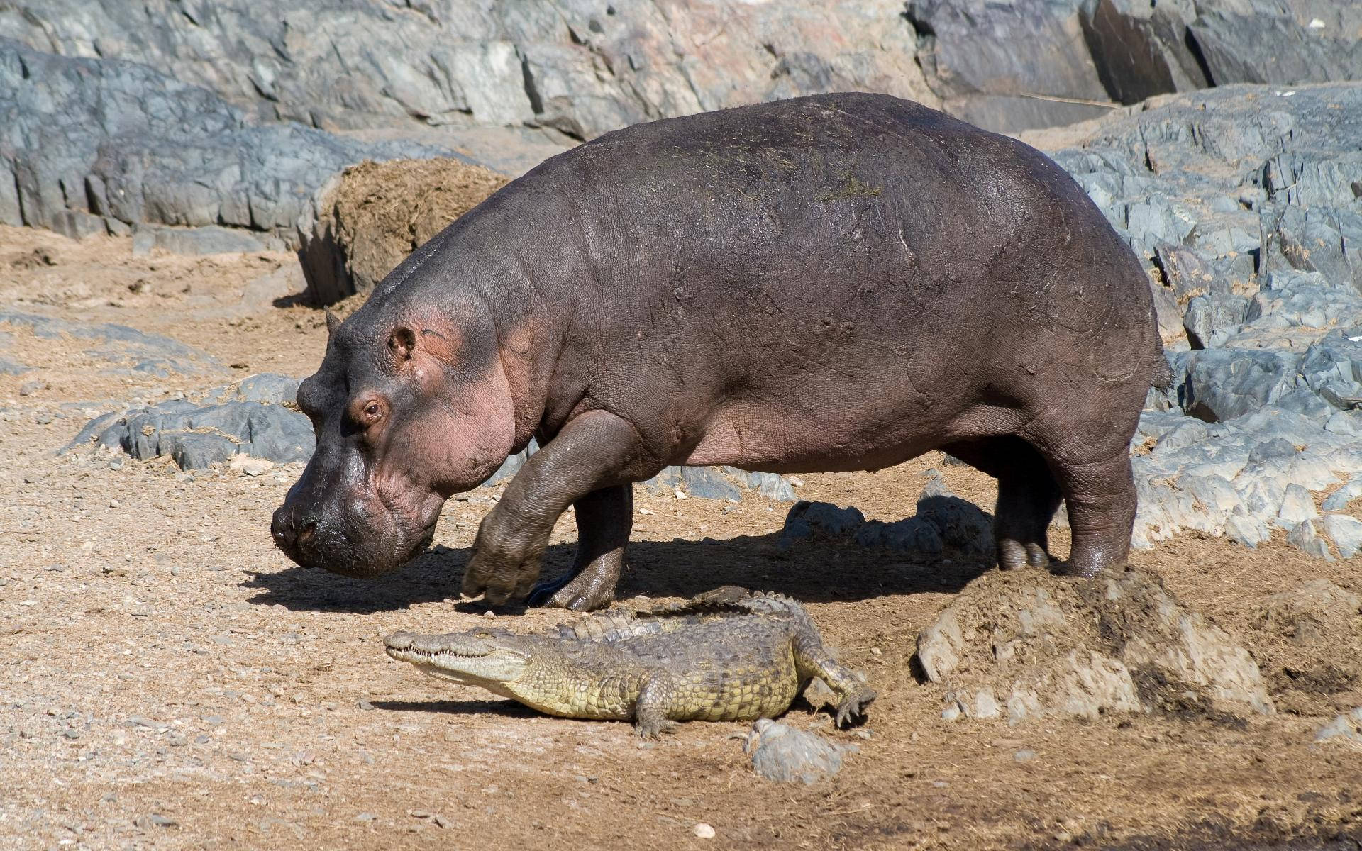 Hippopotamus Beside A Crocodile Background
