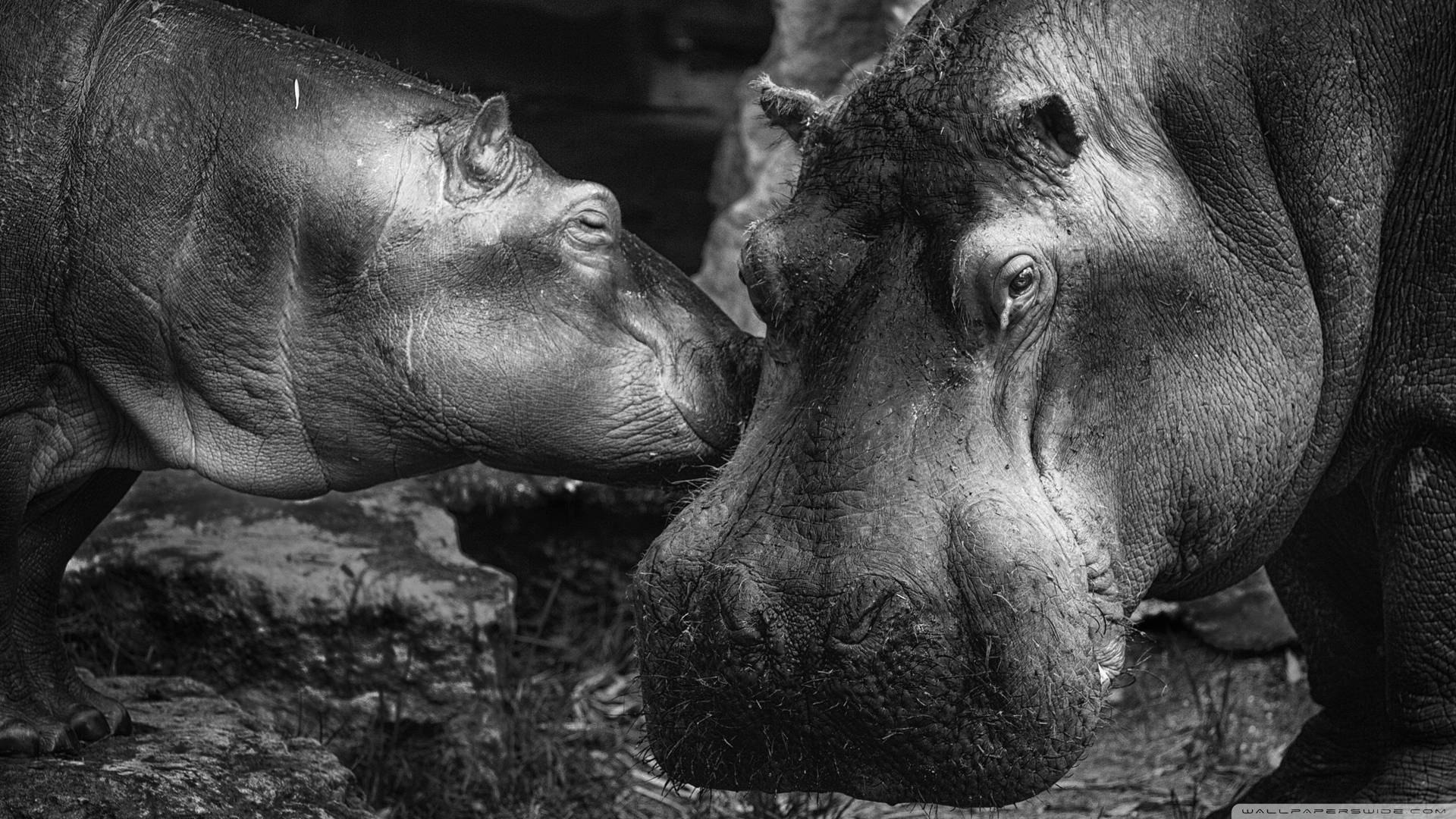 Hippopotamus Black And White Photograph Background