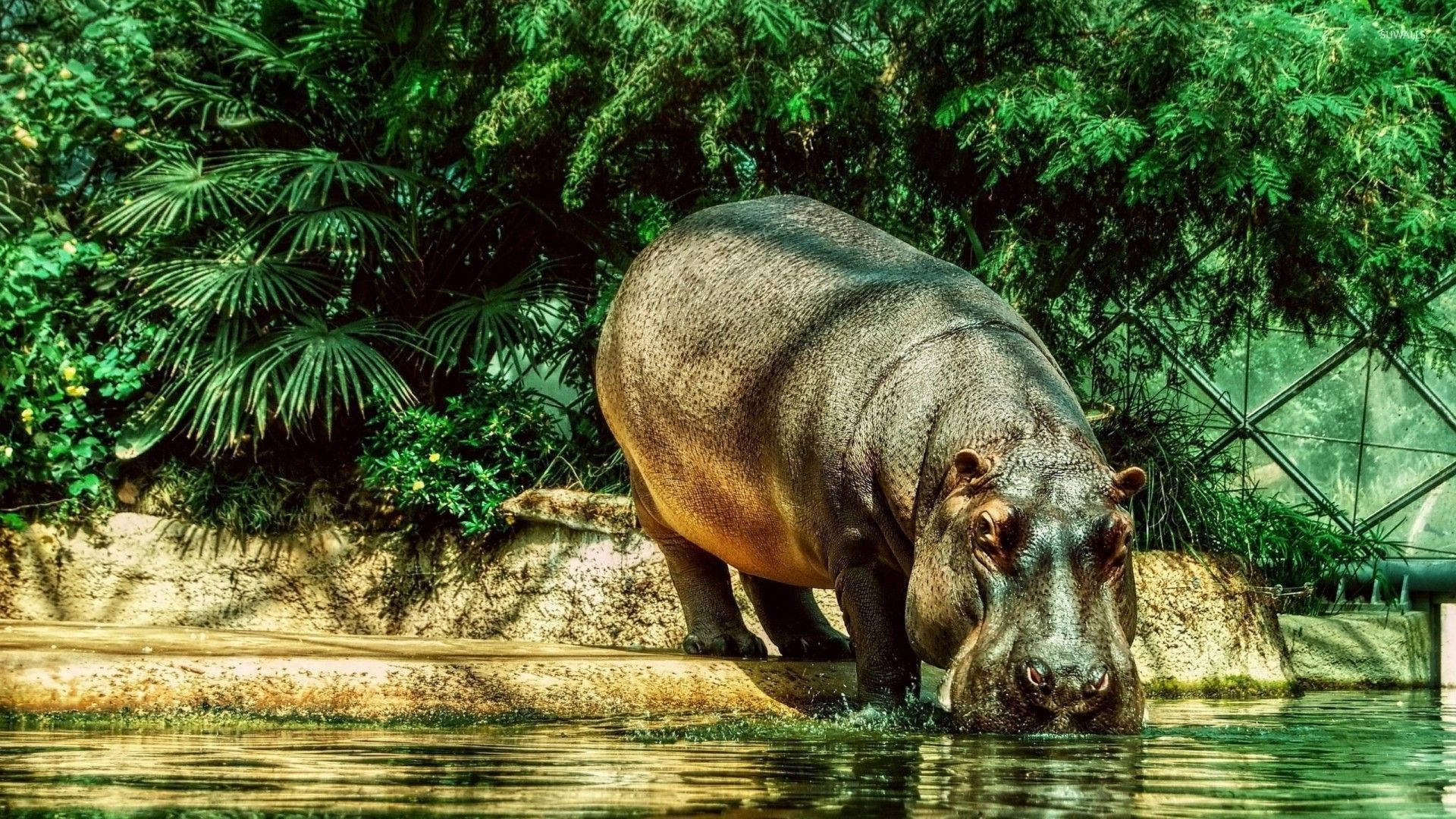 Hippopotamus Drinking On Water Pool Background