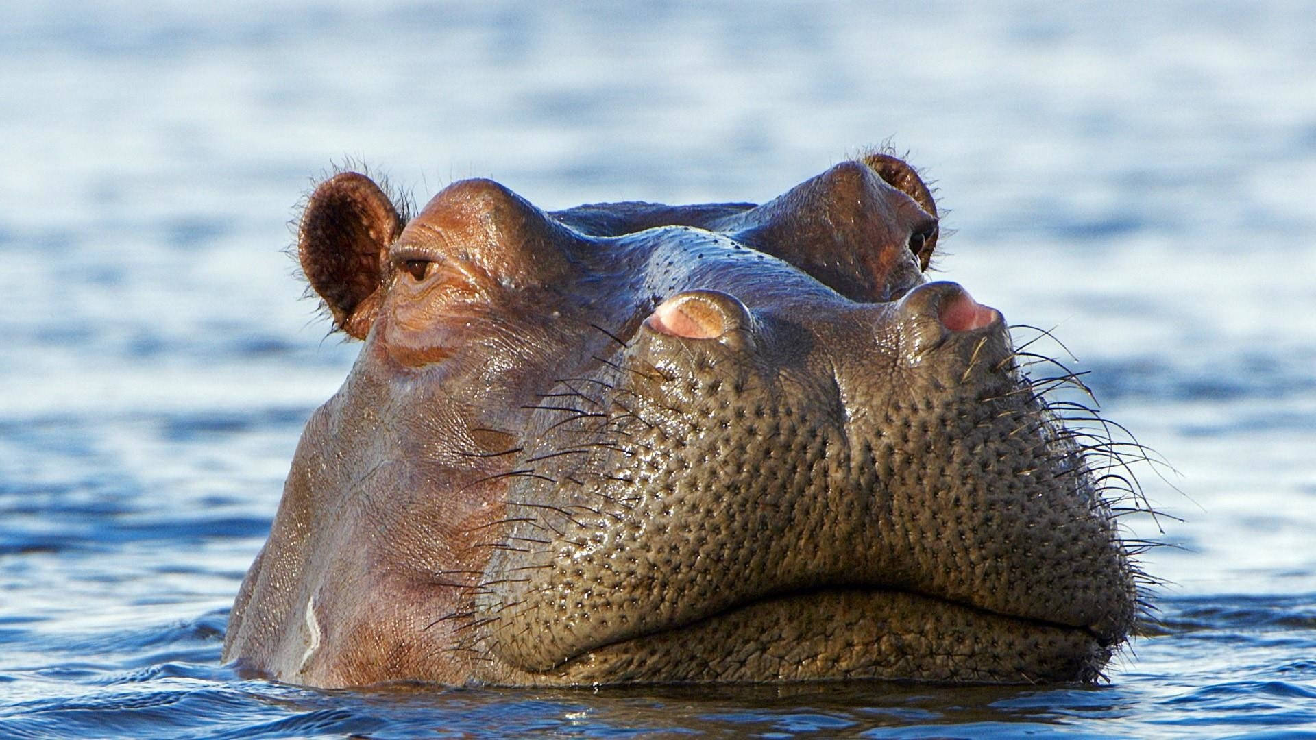 Hippopotamus Droopy Eyes Background