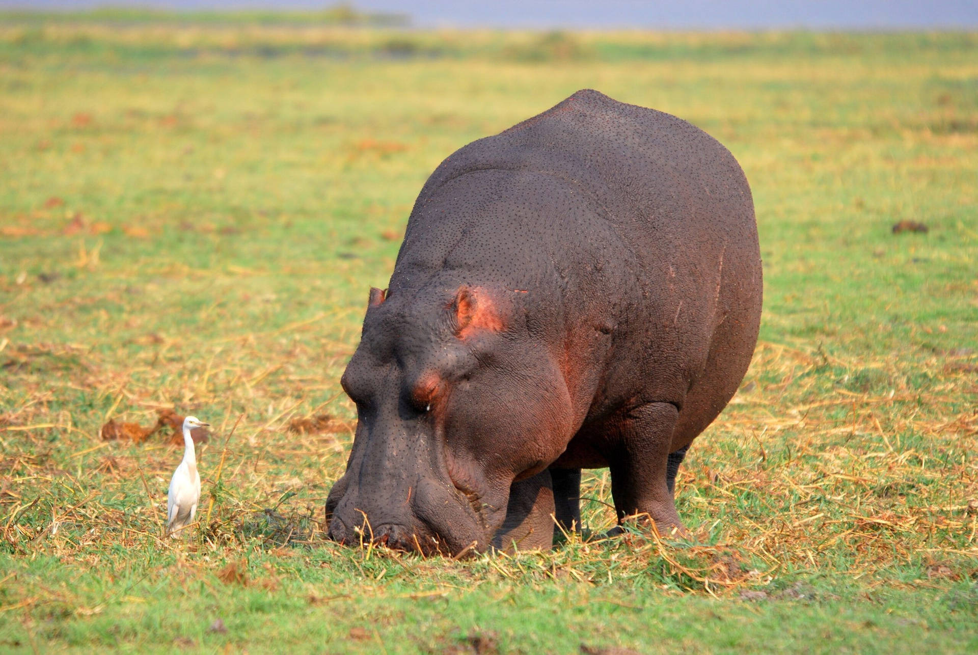 Hippopotamus Grazing On Grass Field Background