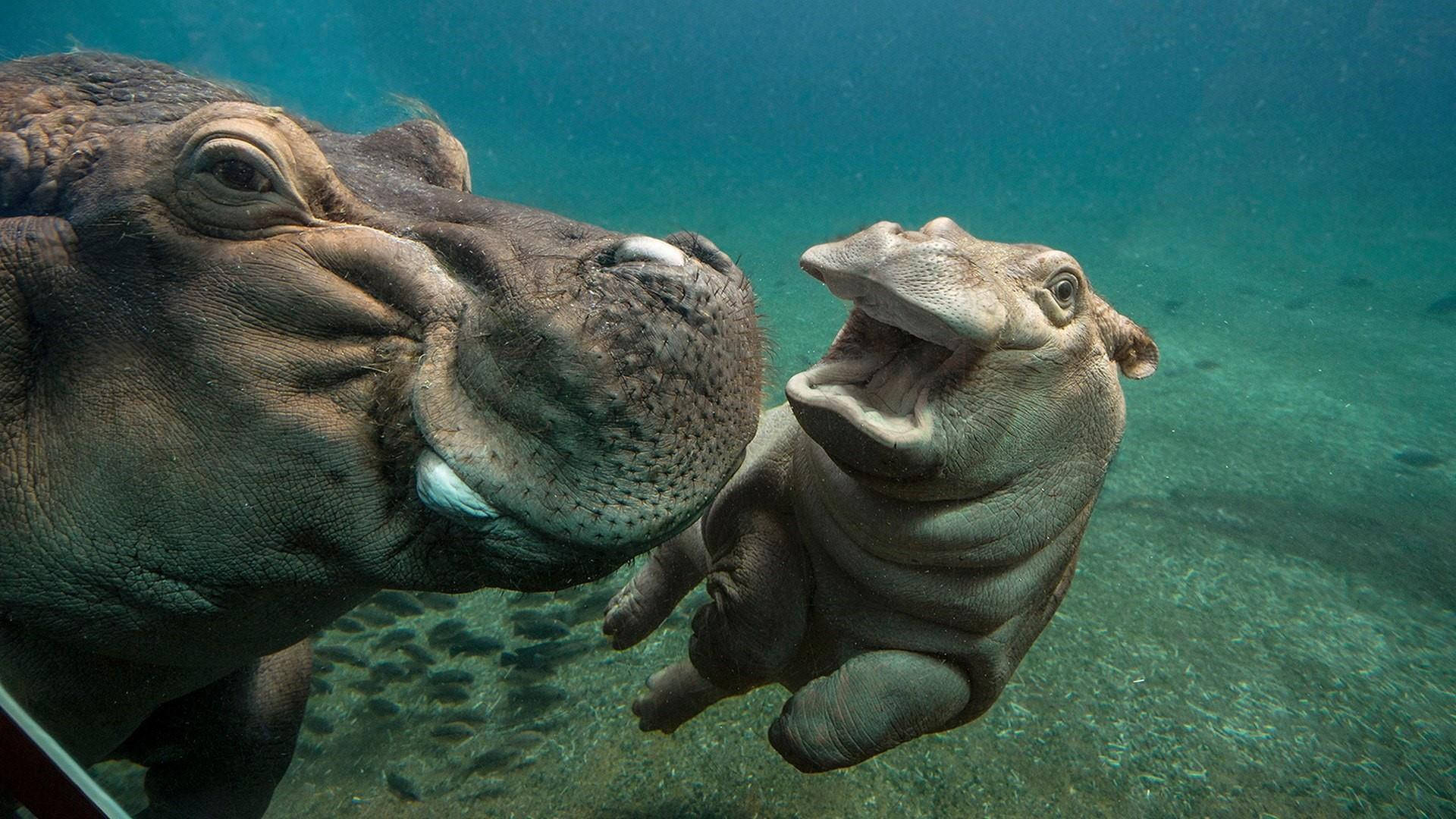 Hippopotamus Happily Swimming Underwater
