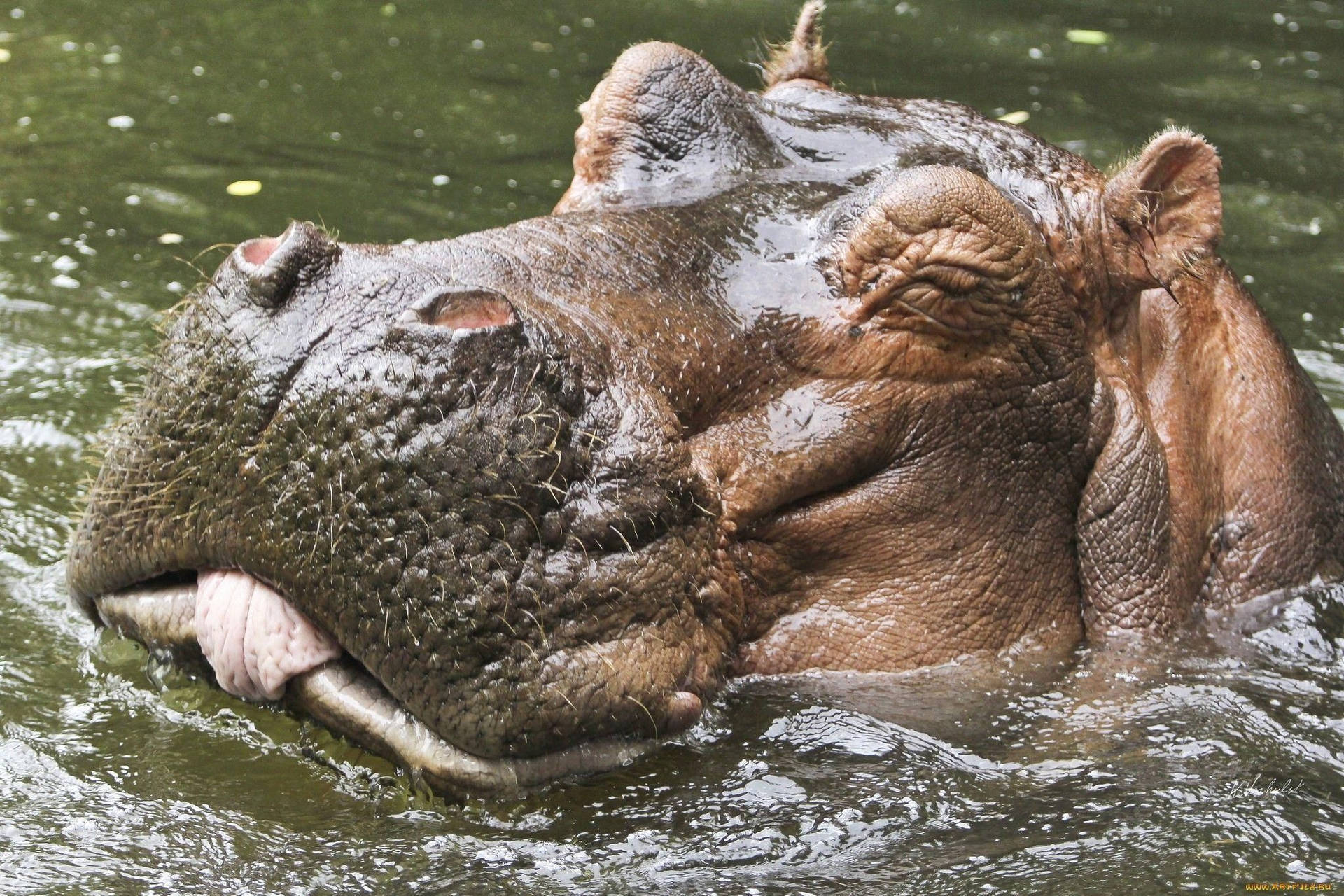 Hippopotamus Interesting Face Detail Background