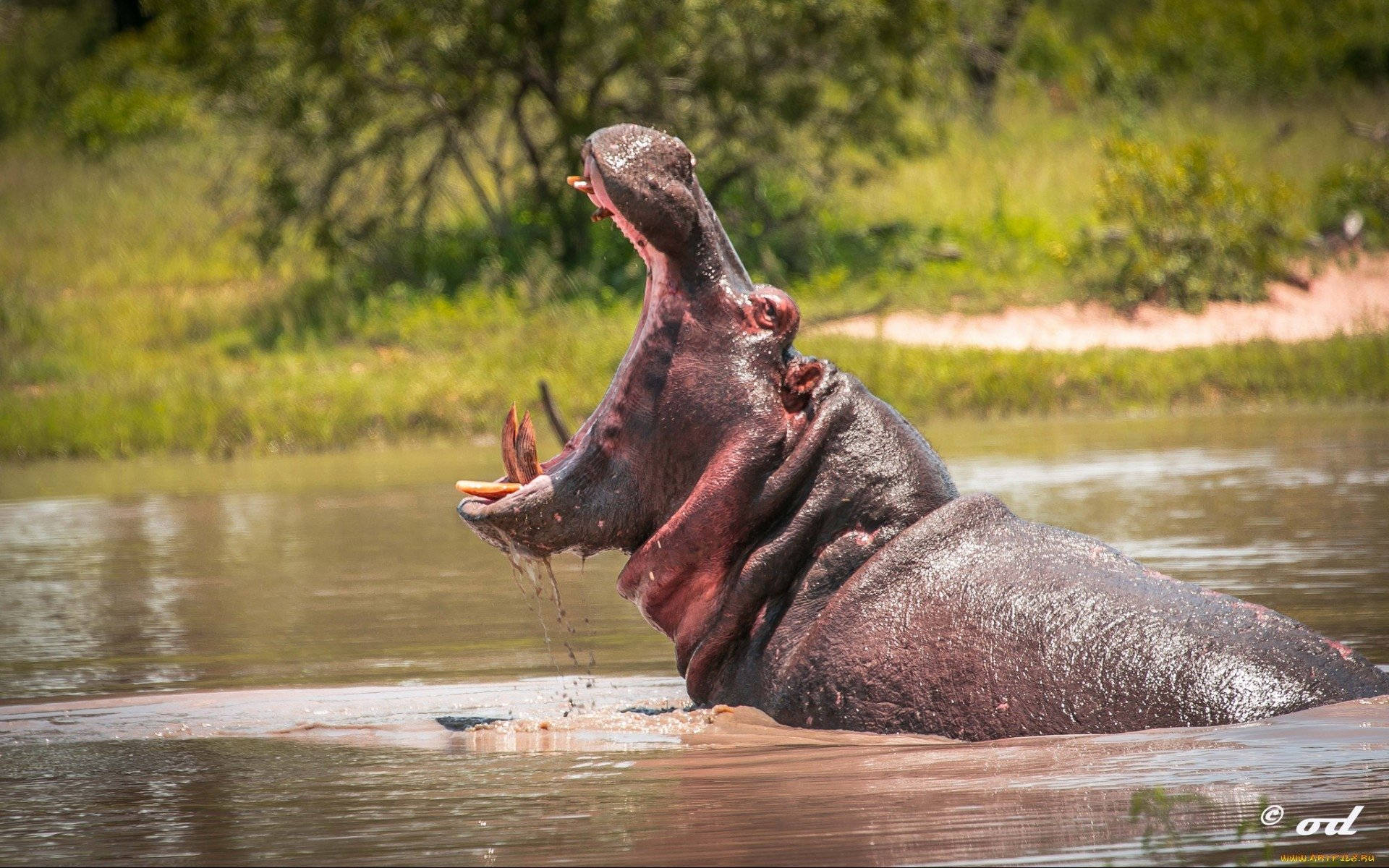 Hippopotamus Intimidating Mouth Background