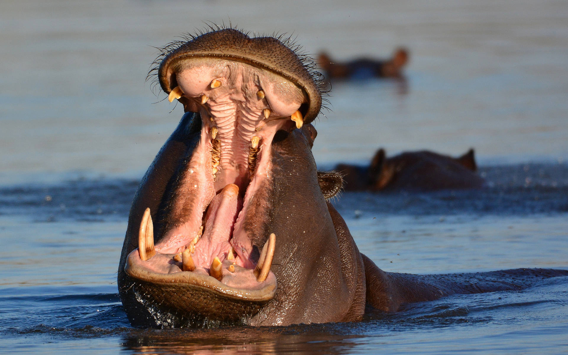 Hippopotamus Intimidating Opened Mouth Background
