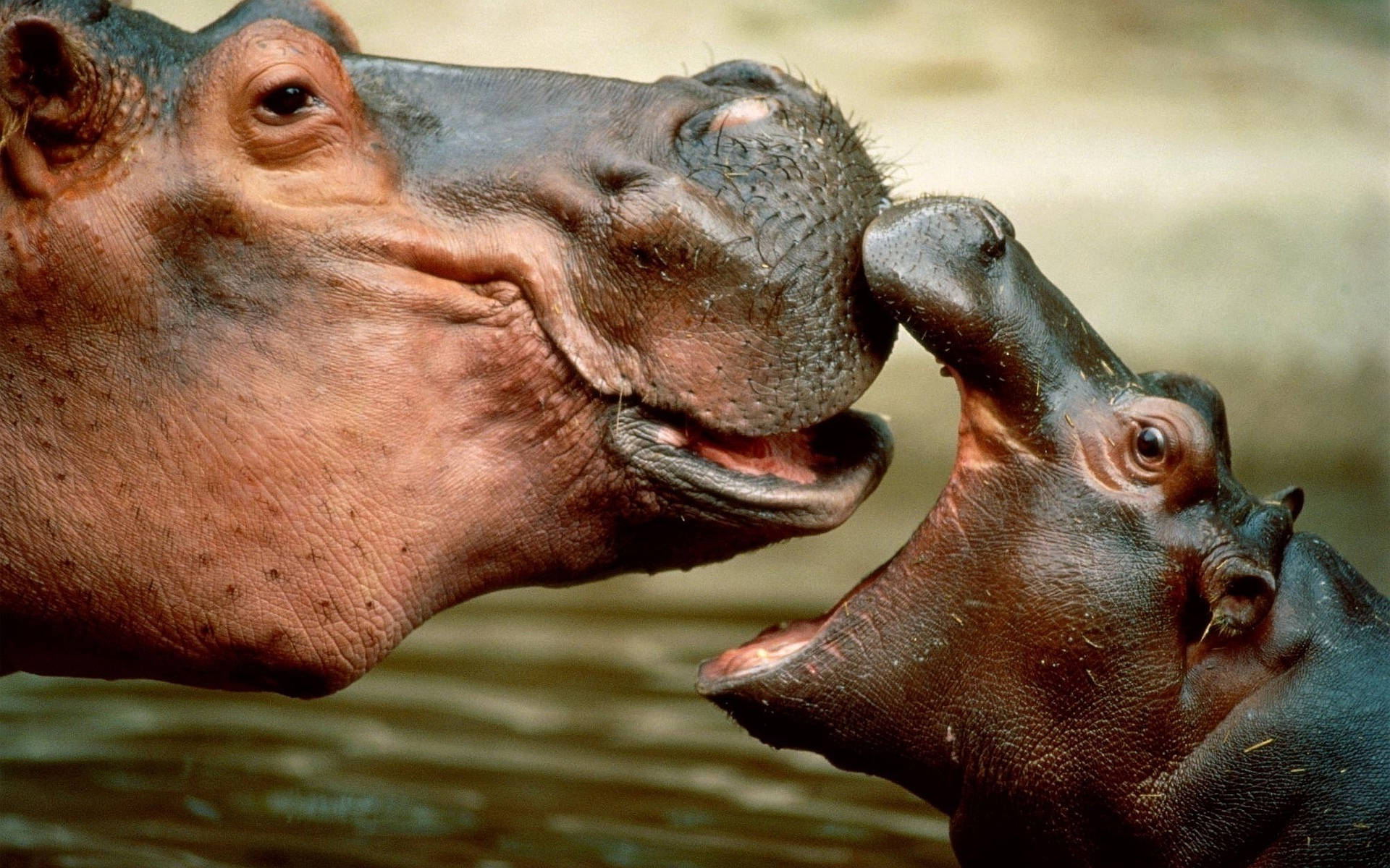 Hippopotamus Kissing Baby Hippo Background