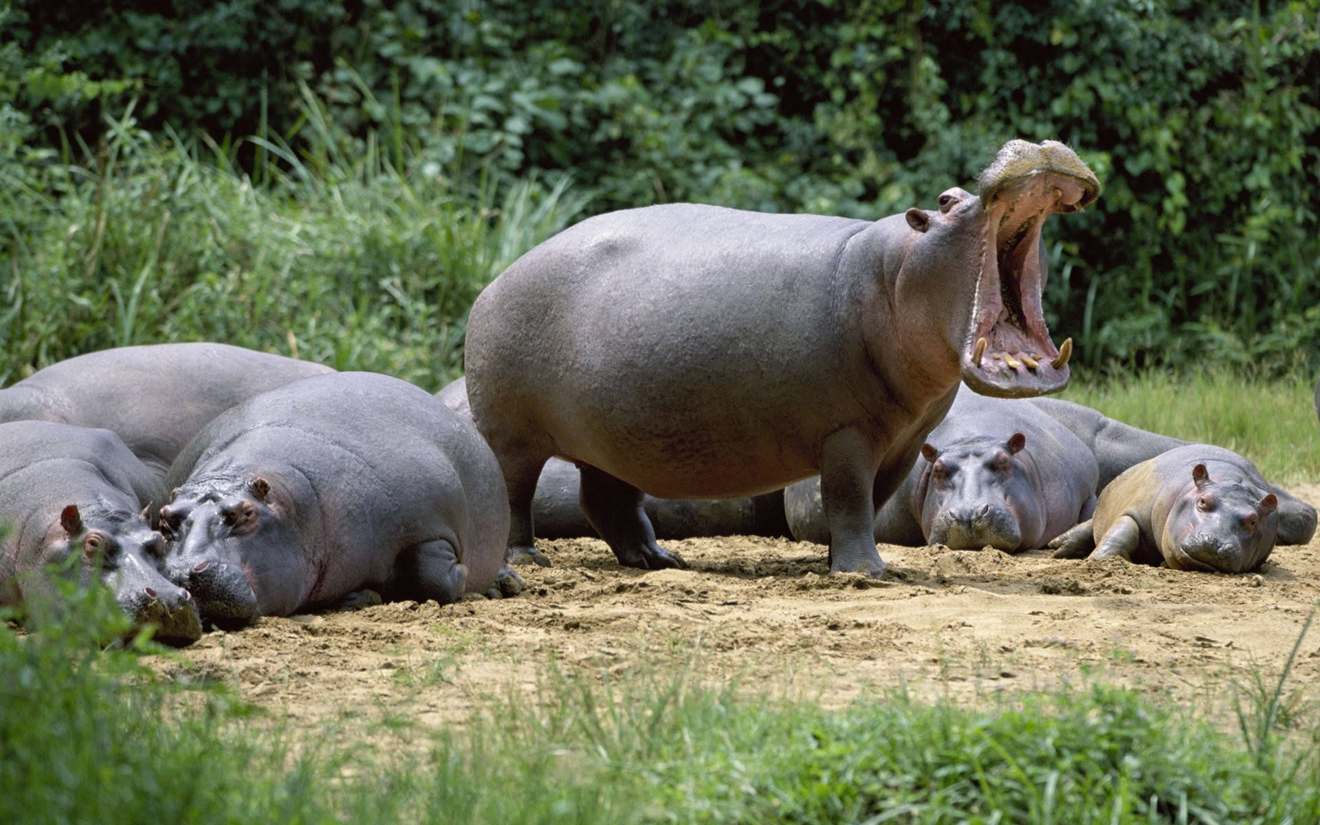 Hippopotamus Male Herd Background