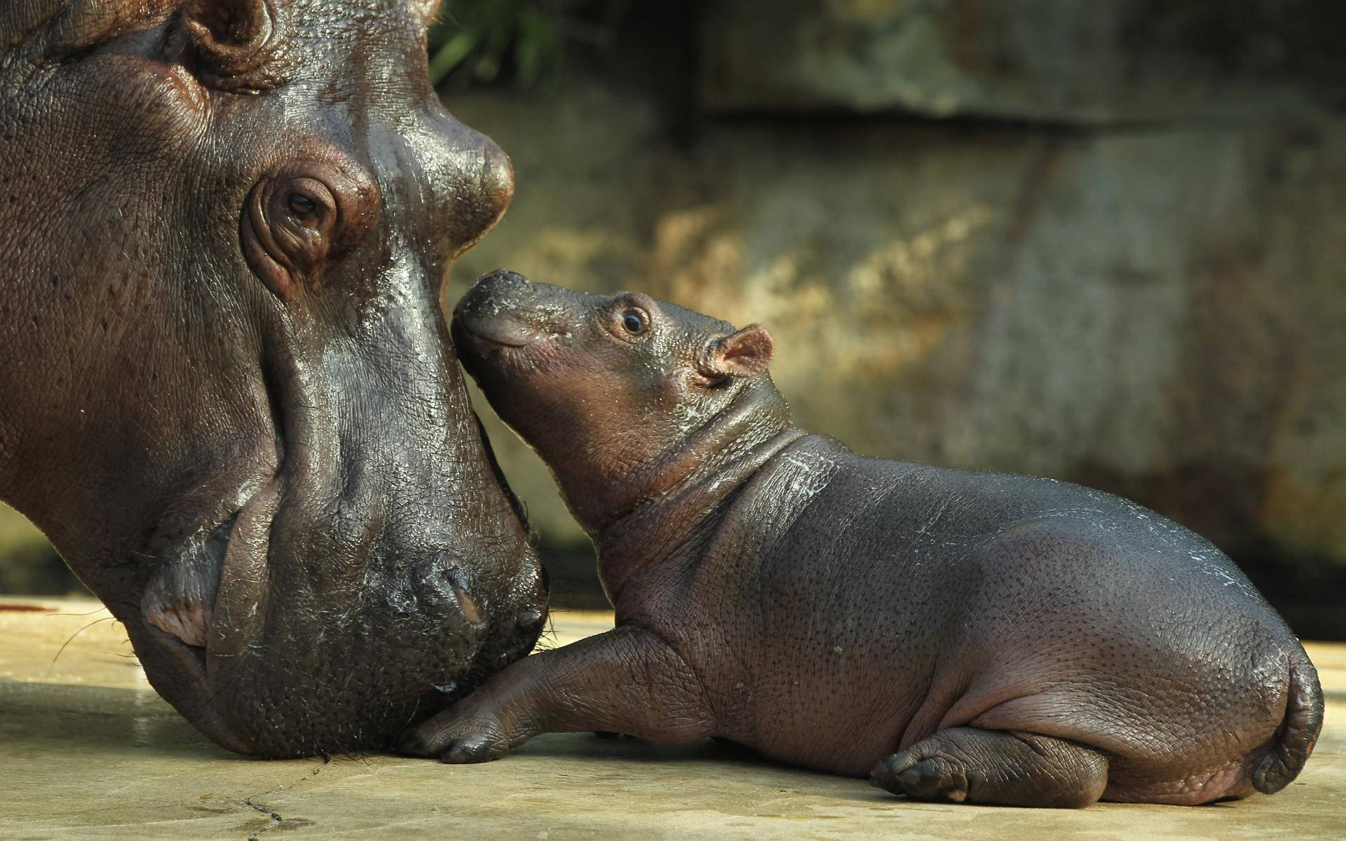 Hippopotamus Mother And Baby Background