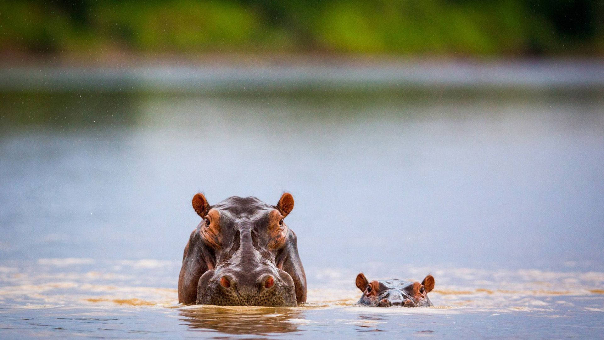 Hippopotamus Mother And Baby Peaking