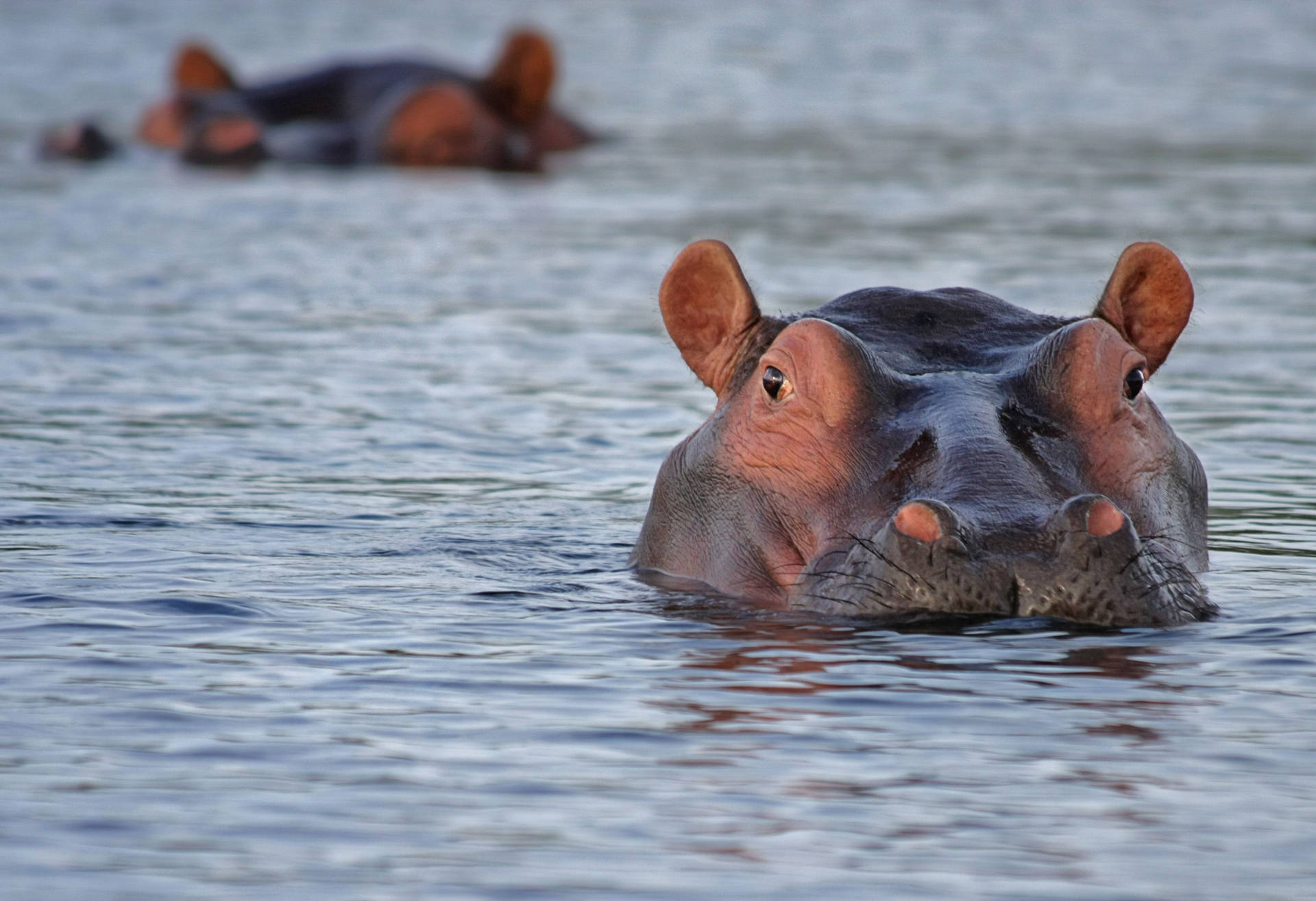 Hippopotamus Pinkish Skin Color Background