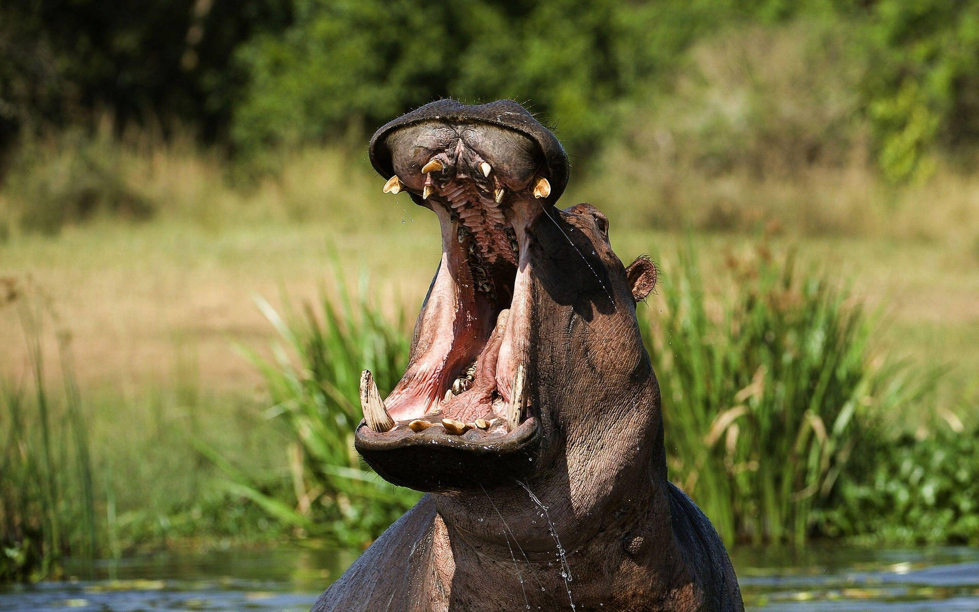 Hippopotamus Primal Mouth Background