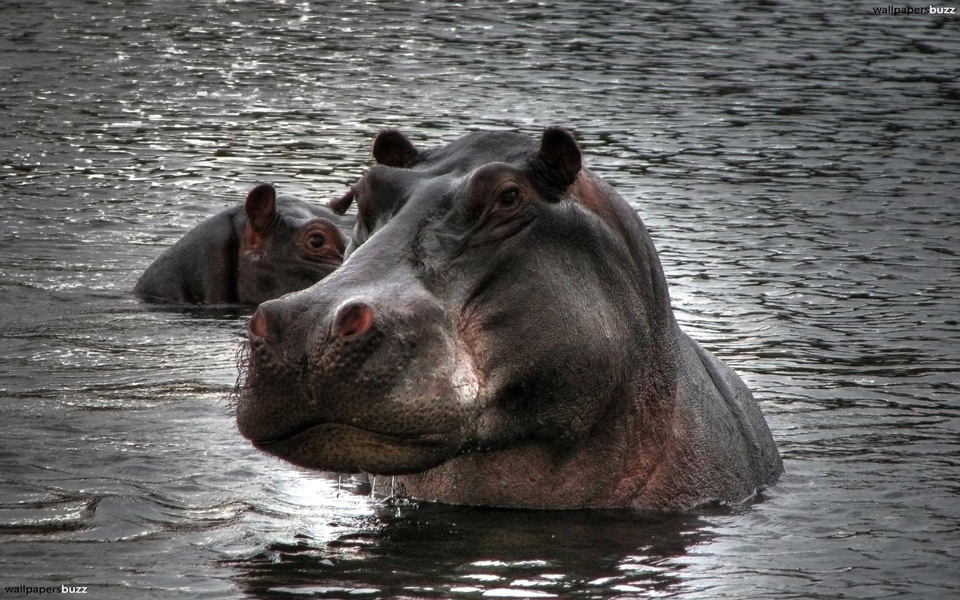 Hippopotamus Shadowy Toned Down Photograph Background