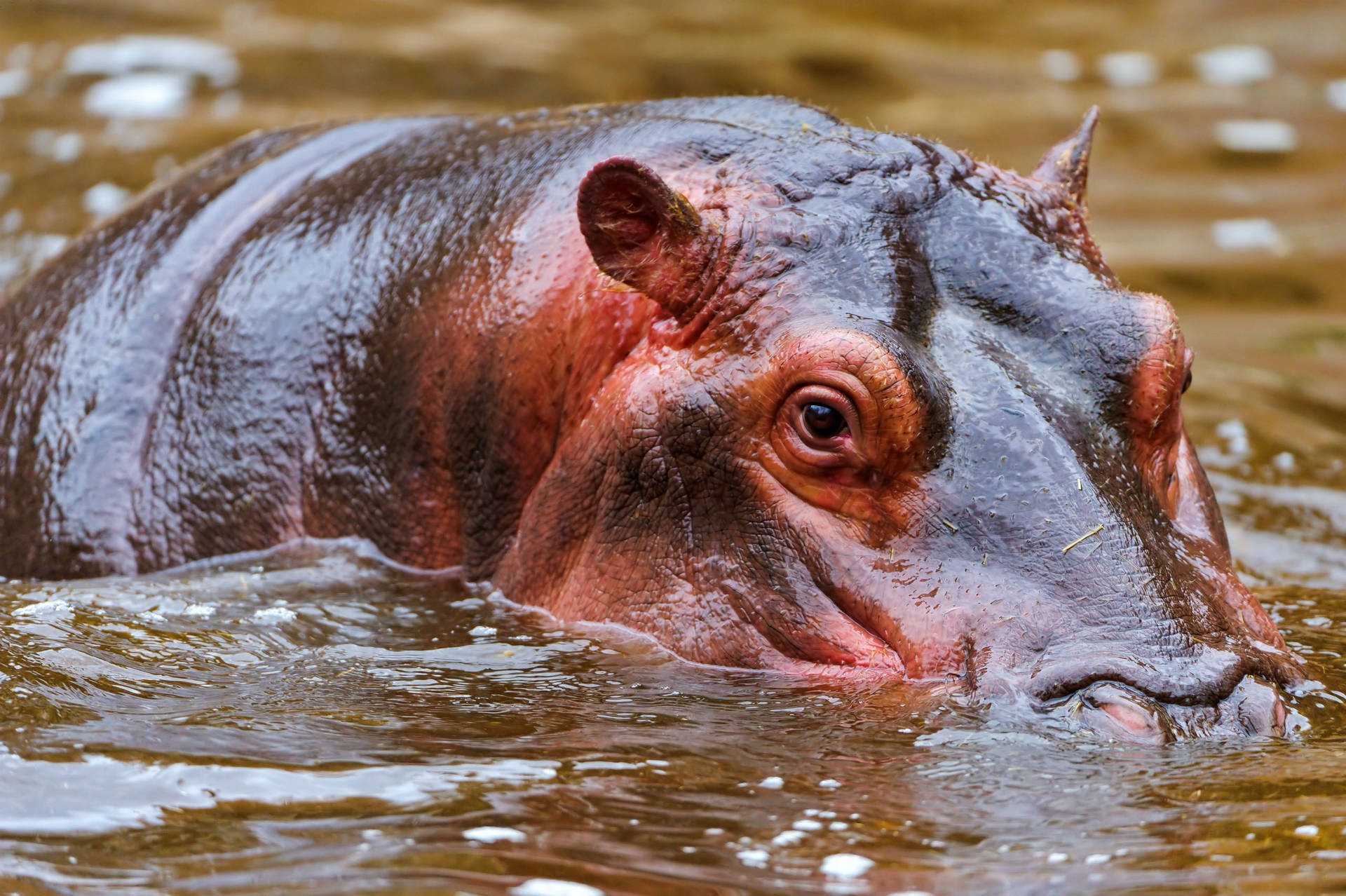 Hippopotamus Shiny Skin Appearance Background