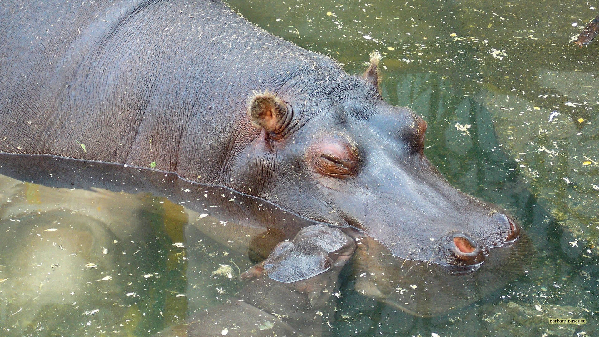Hippopotamus Slumbering Peacefully Background