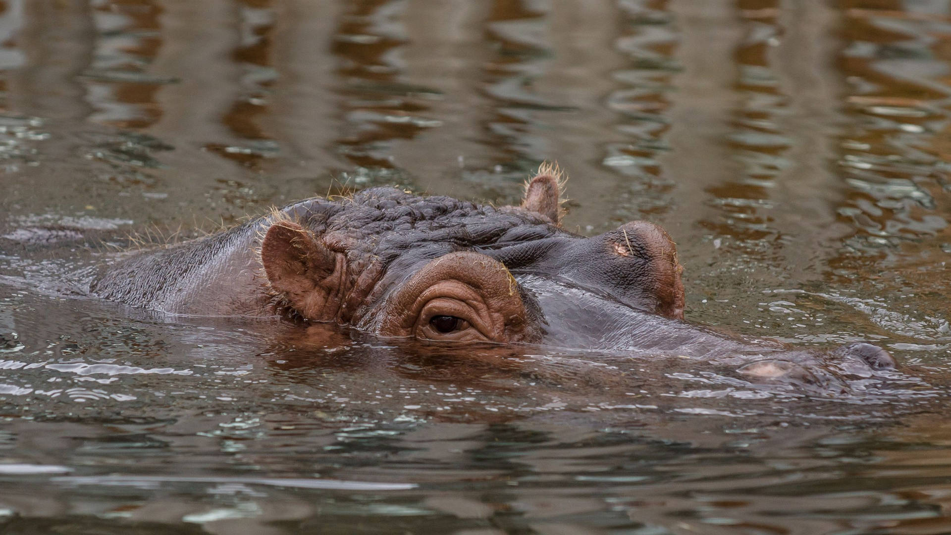 Hippopotamus Submerged Massive Head Background