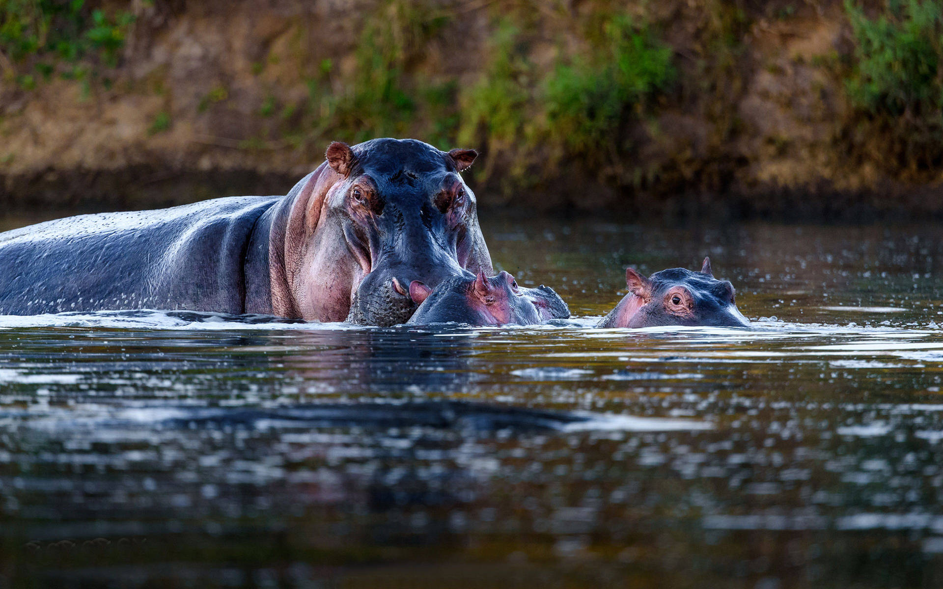 Hippopotamus Swimming With Two Hippos Background