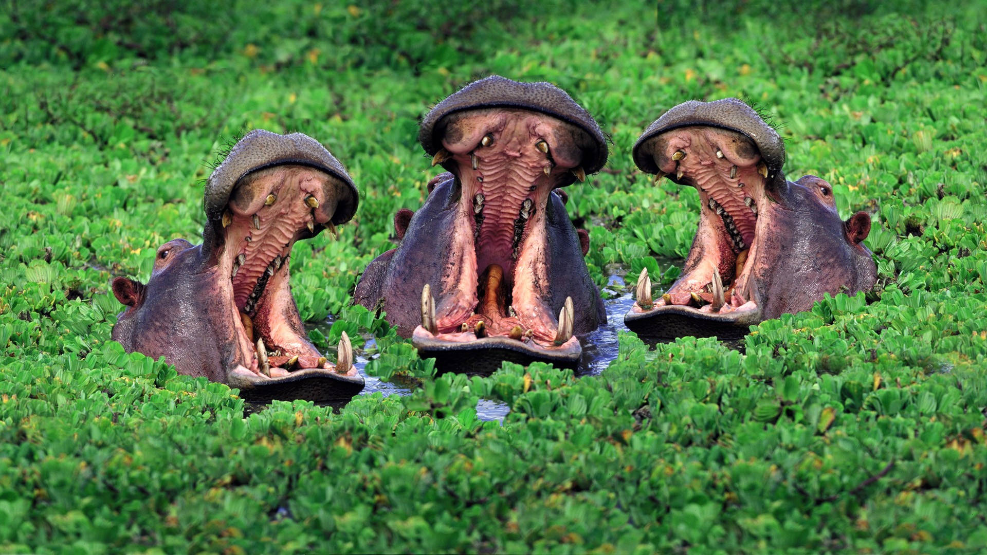 Hippopotamus Trio On Waterlily Plants Background