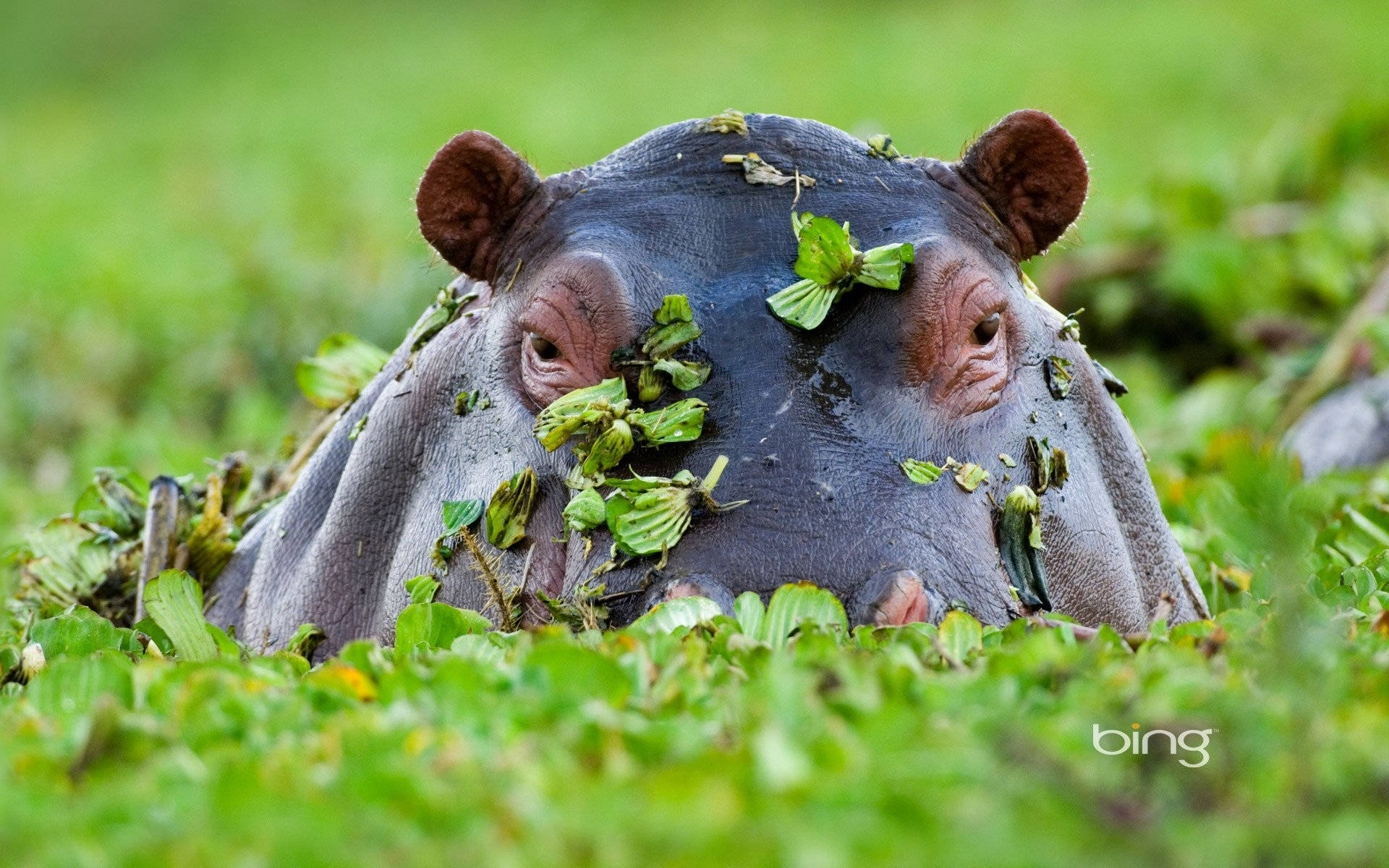 Hippopotamus Waterlily On Face Background